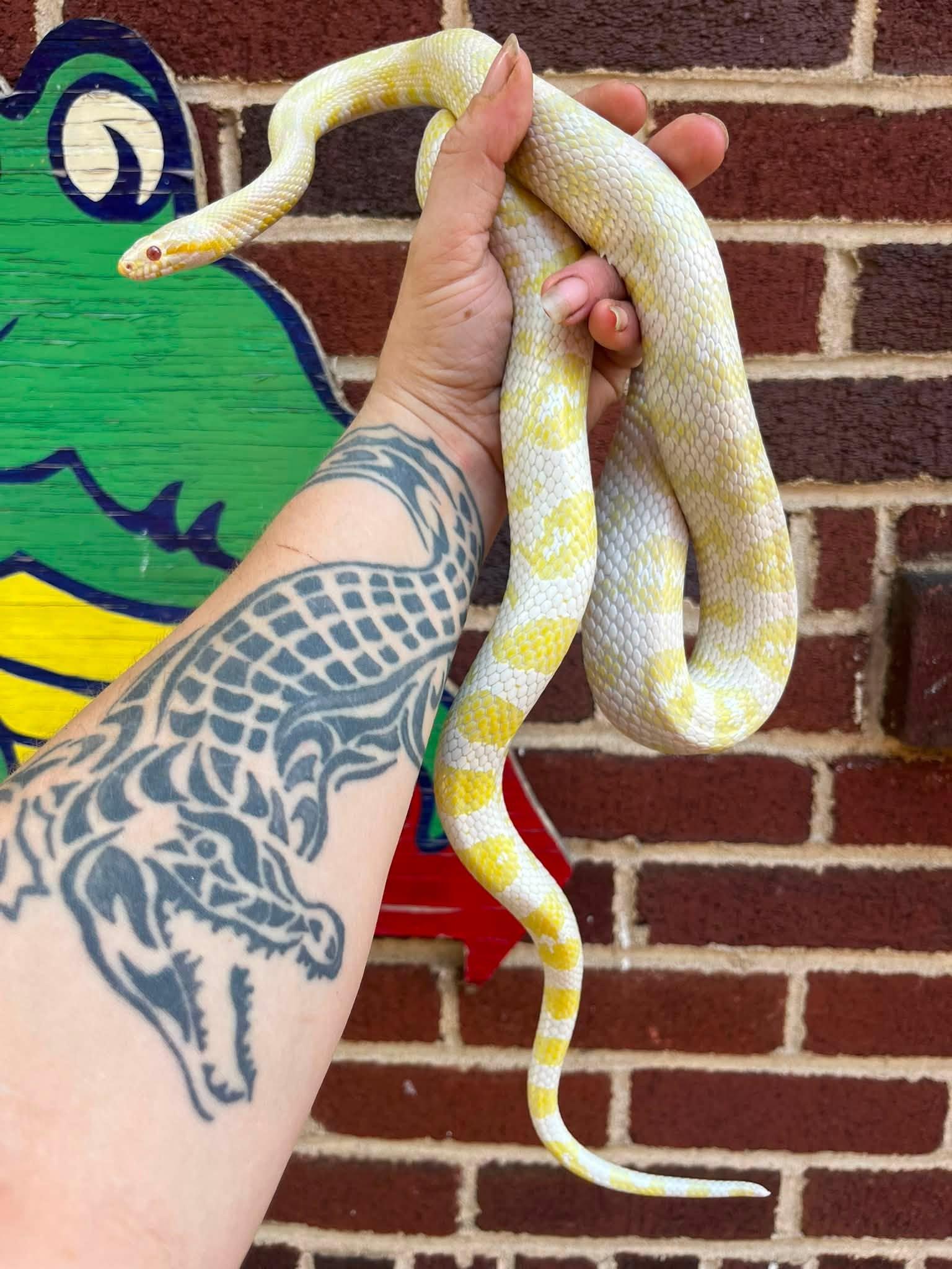 Enlarge Ren, an adopted Corn / Rat in Palmerton, PA image 4/4