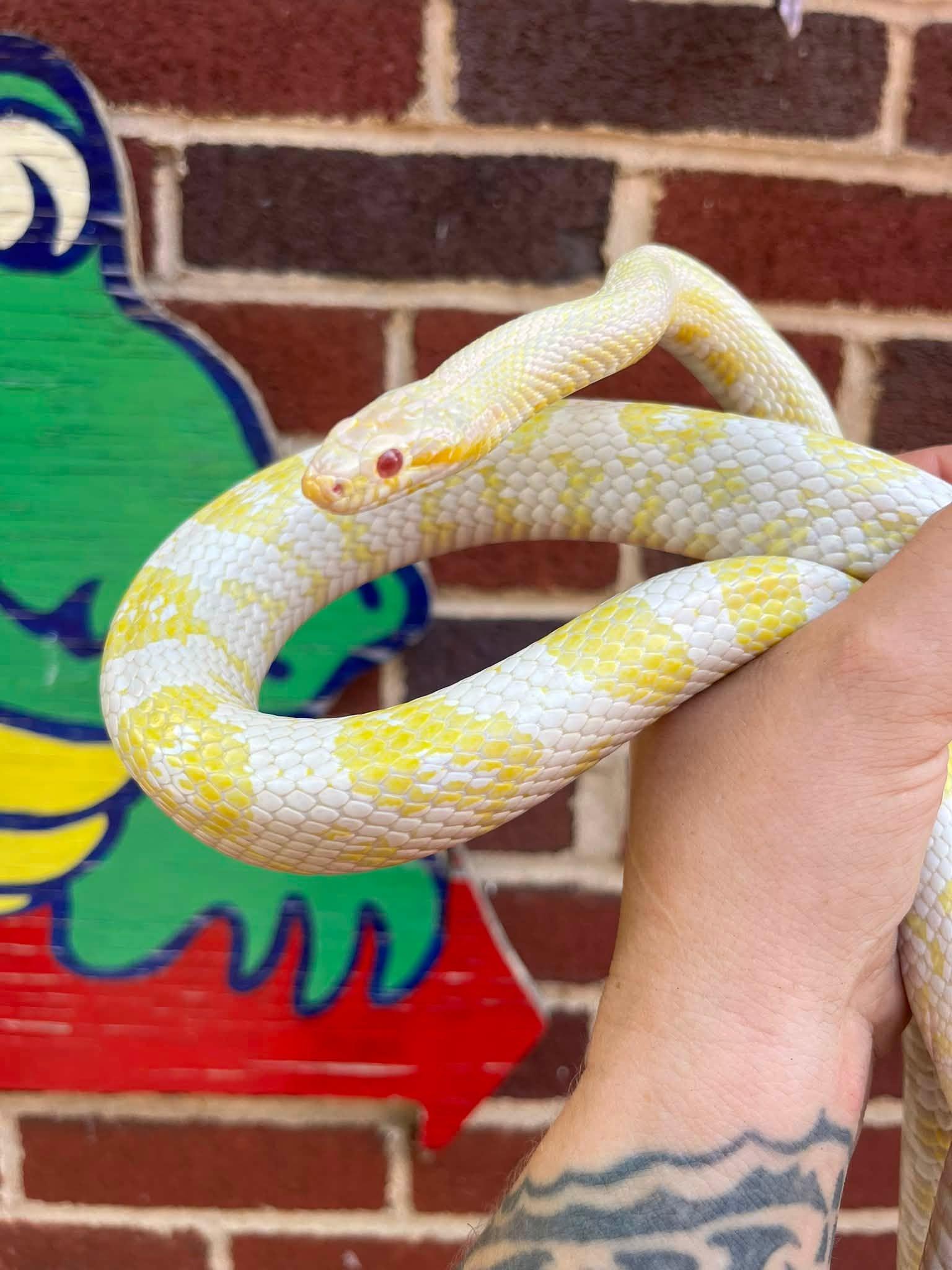 Enlarge Ren, an adopted Corn / Rat in Palmerton, PA image 1/4