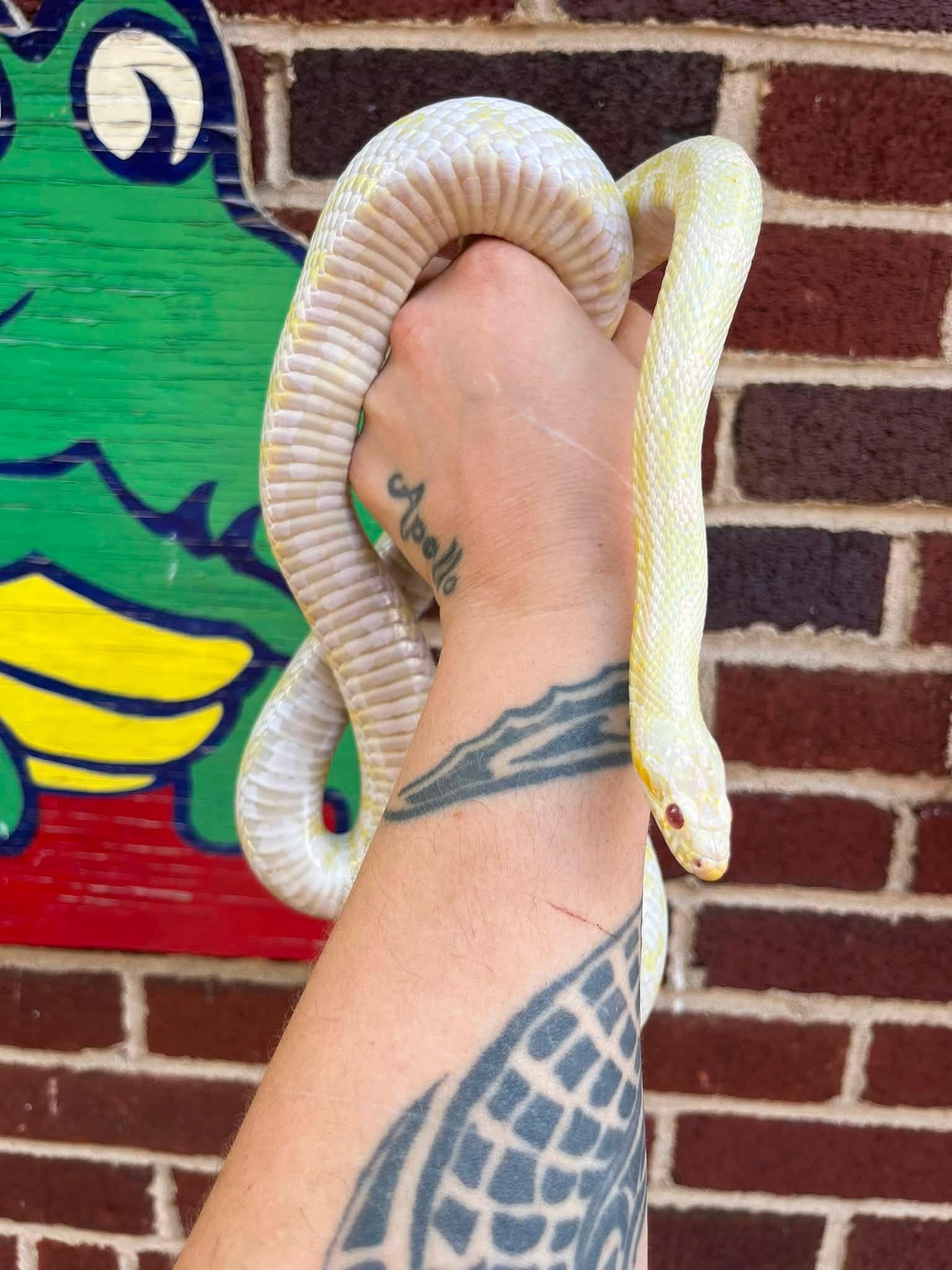 Enlarge Ren, an adopted Corn / Rat in Palmerton, PA image 3/4