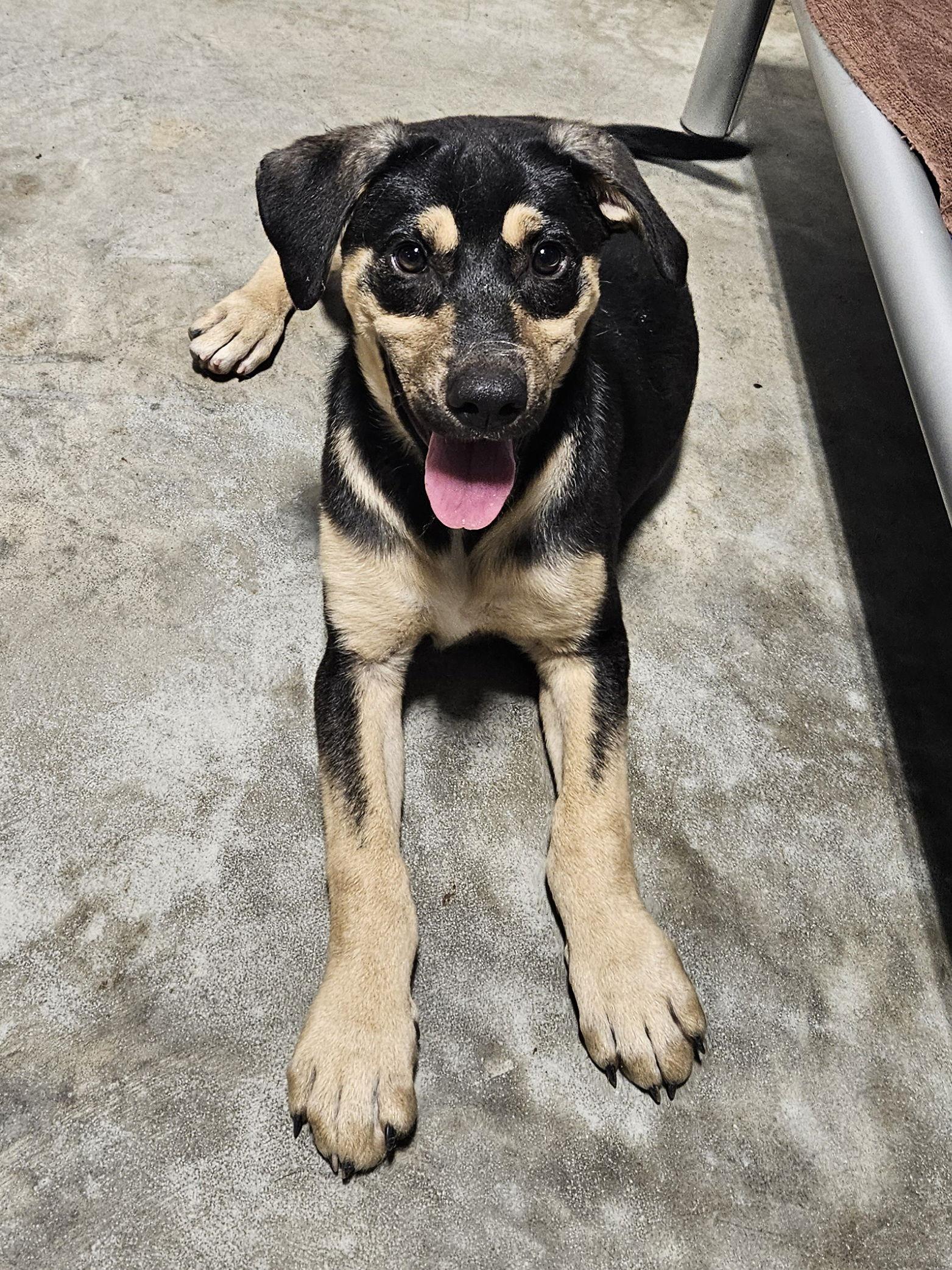 Jinx, a Adopted mixed breed in Thomasville, NC image 1/3