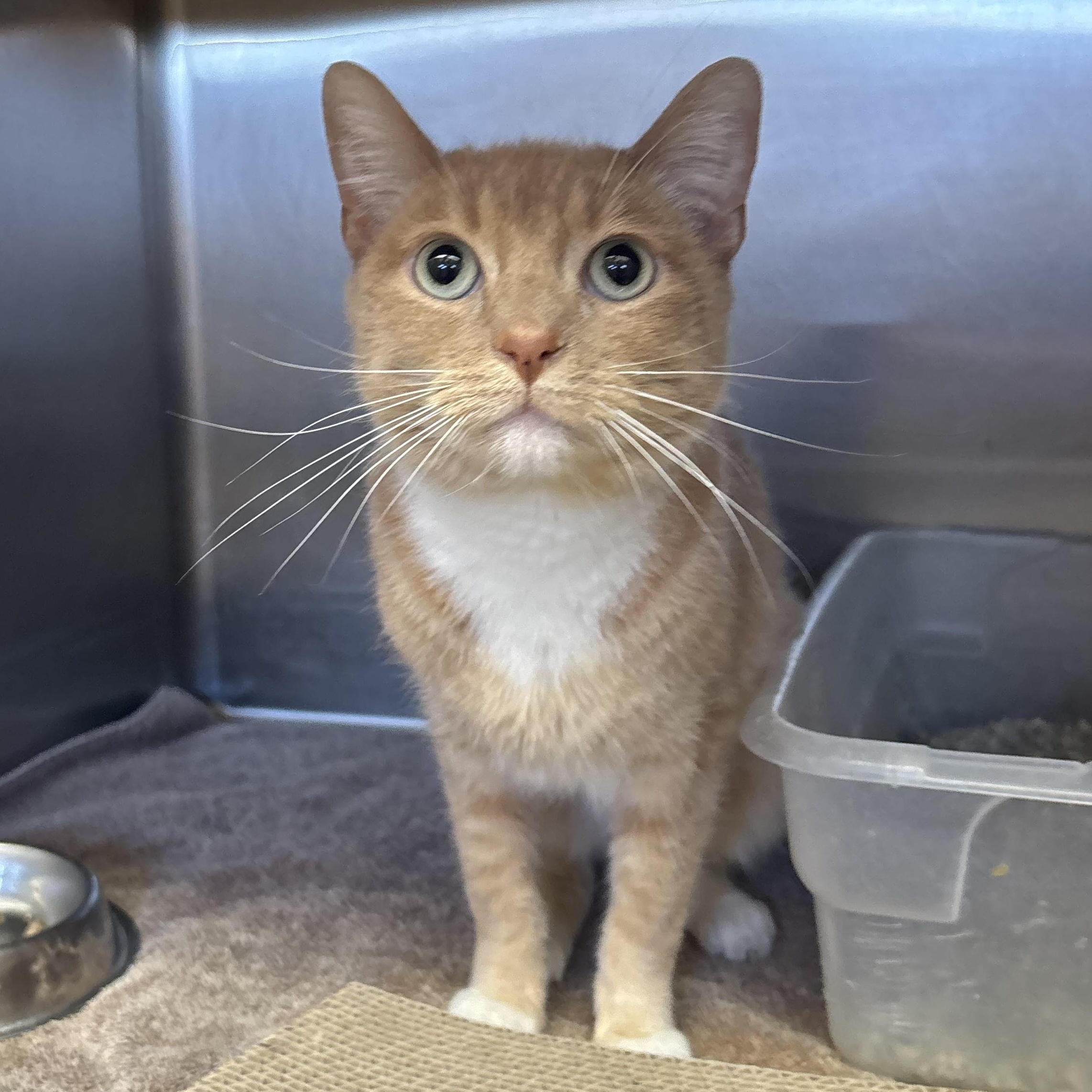 Enlarge Blaze, a ADOPTABLE Domestic Short Hair in Washington, UT image 2/3