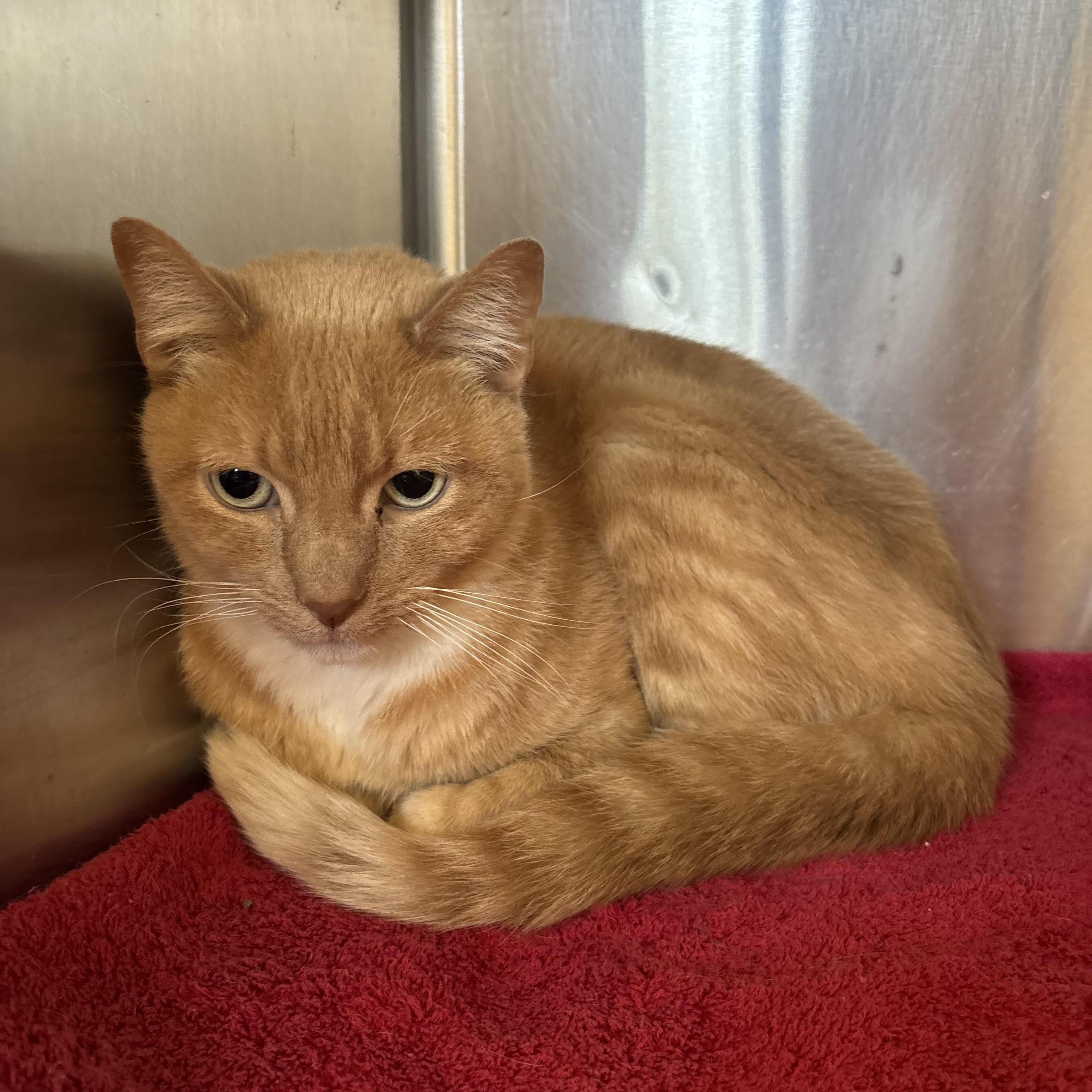 Blaze, a ADOPTABLE Domestic Short Hair in Washington, UT image 1/2