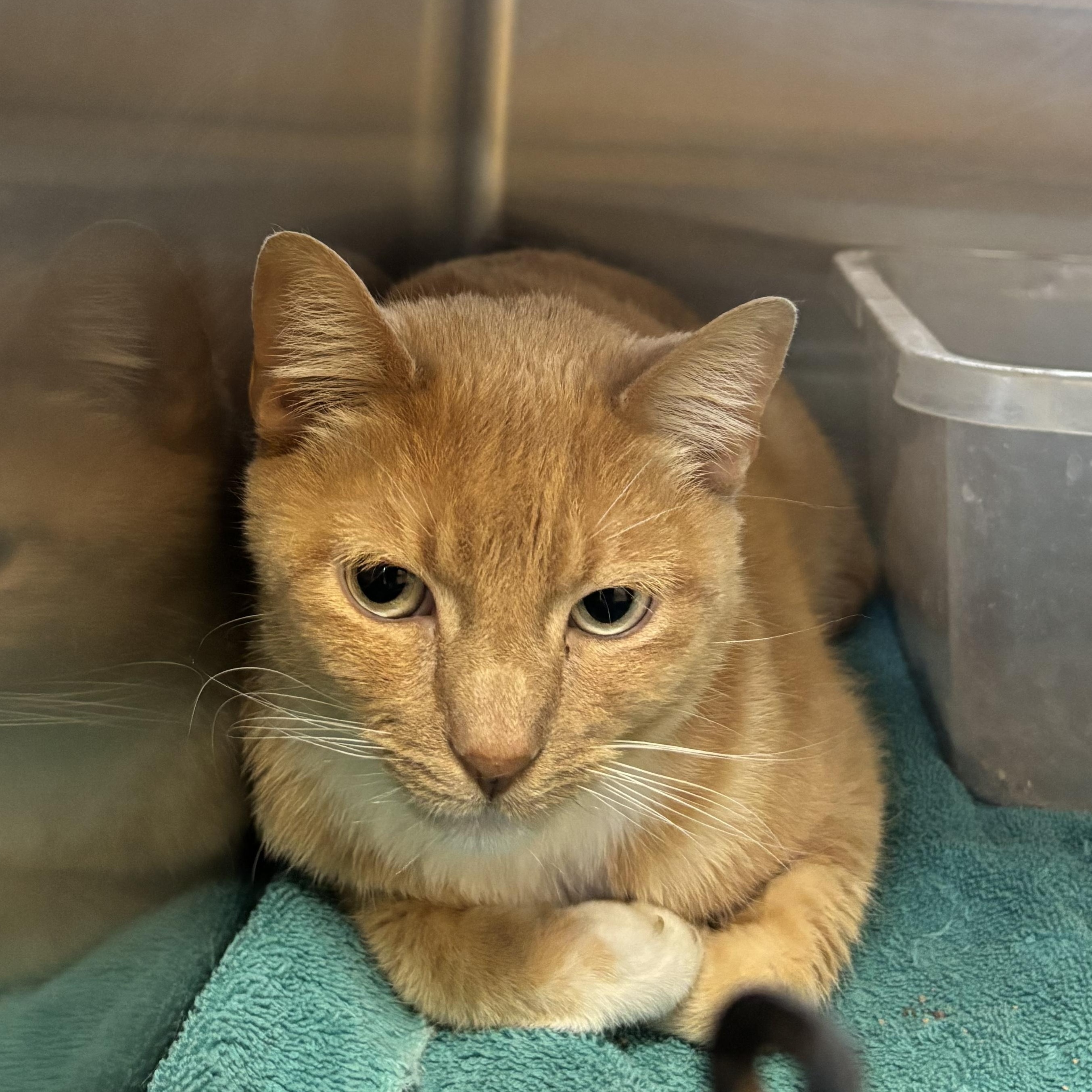 Blaze, a ADOPTABLE Domestic Short Hair in Washington, UT image 2/2