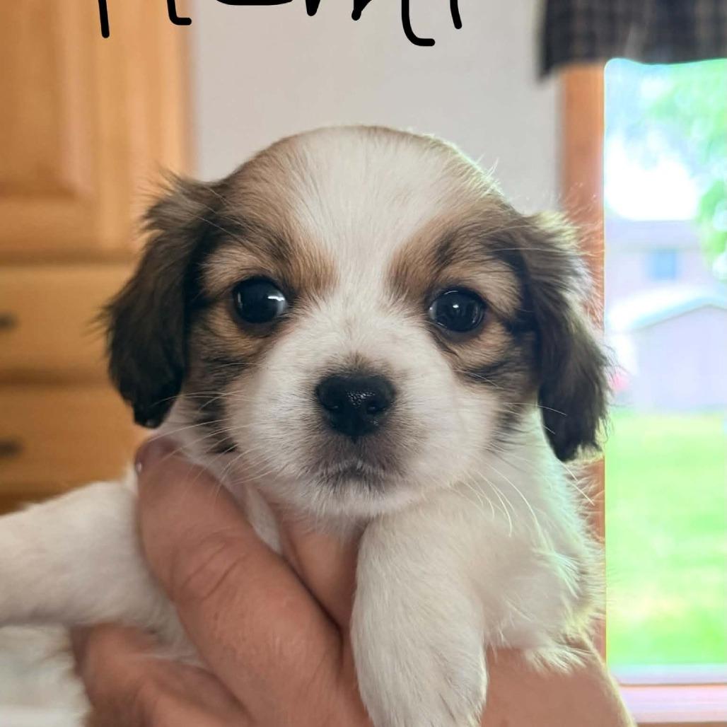 Enlarge Remi, a Adoptable mixed breed in Tomah, WI image 1/1