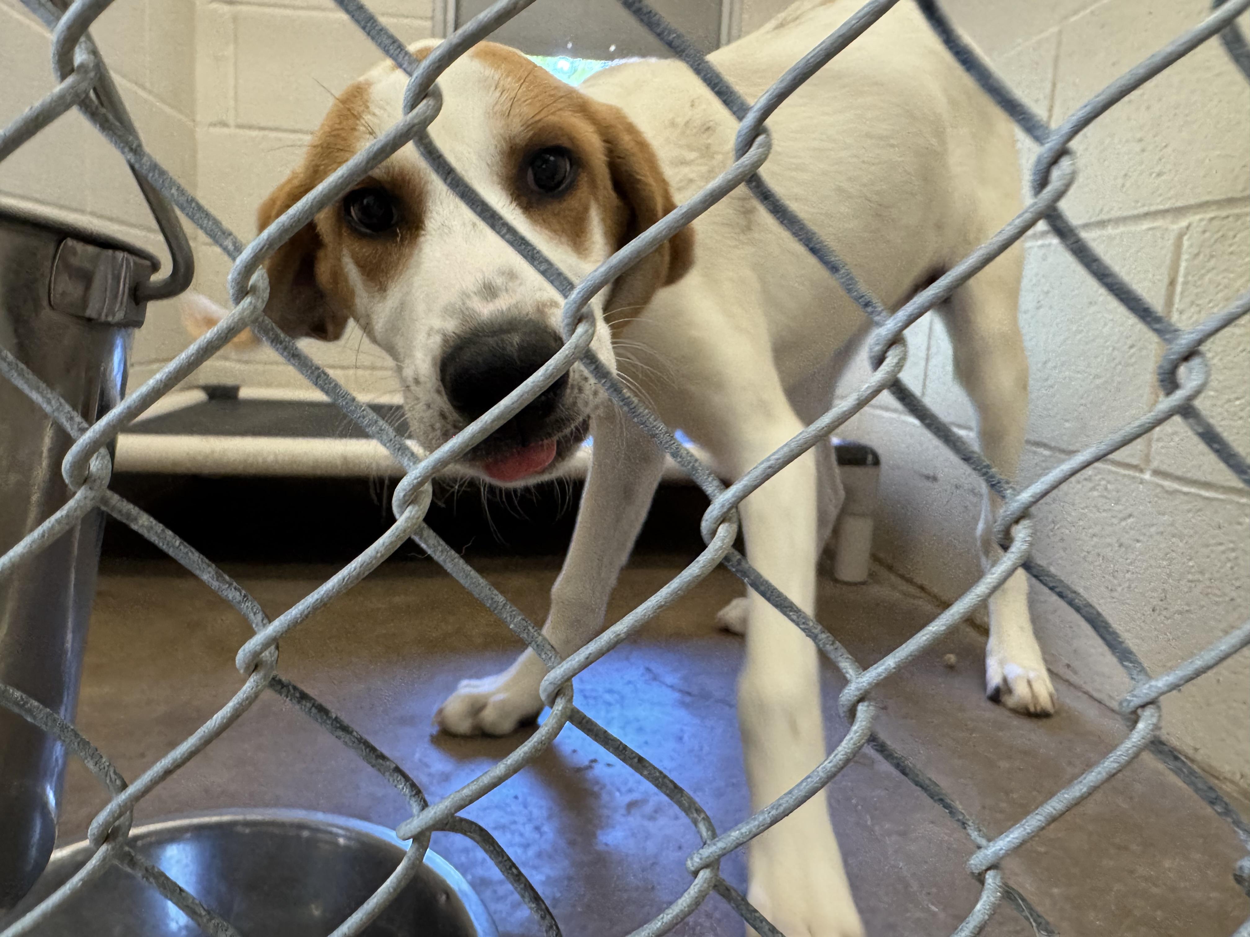 Enlarge Ducks, a ADOPTABLE American Foxhound in Sherman, TX image 3/3