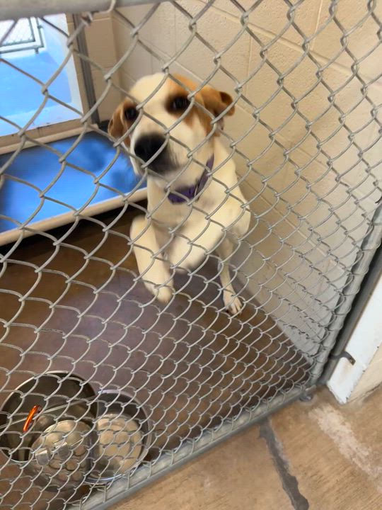 Enlarge Ducks, a ADOPTABLE American Foxhound in Sherman, TX video 2/3