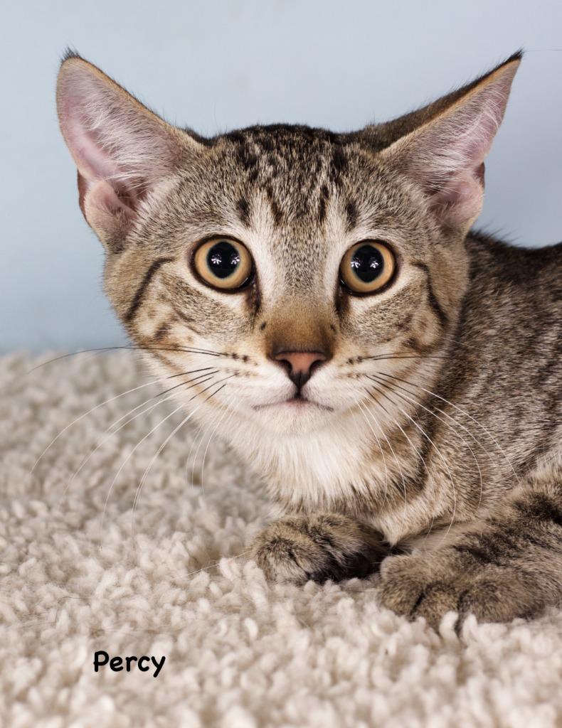 Enlarge Percy, a Adoptable mixed breed in Gilbert, AZ image 1/1