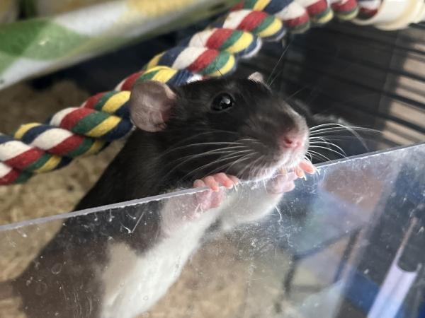 Squirt, adopted, Adult Male Rat.