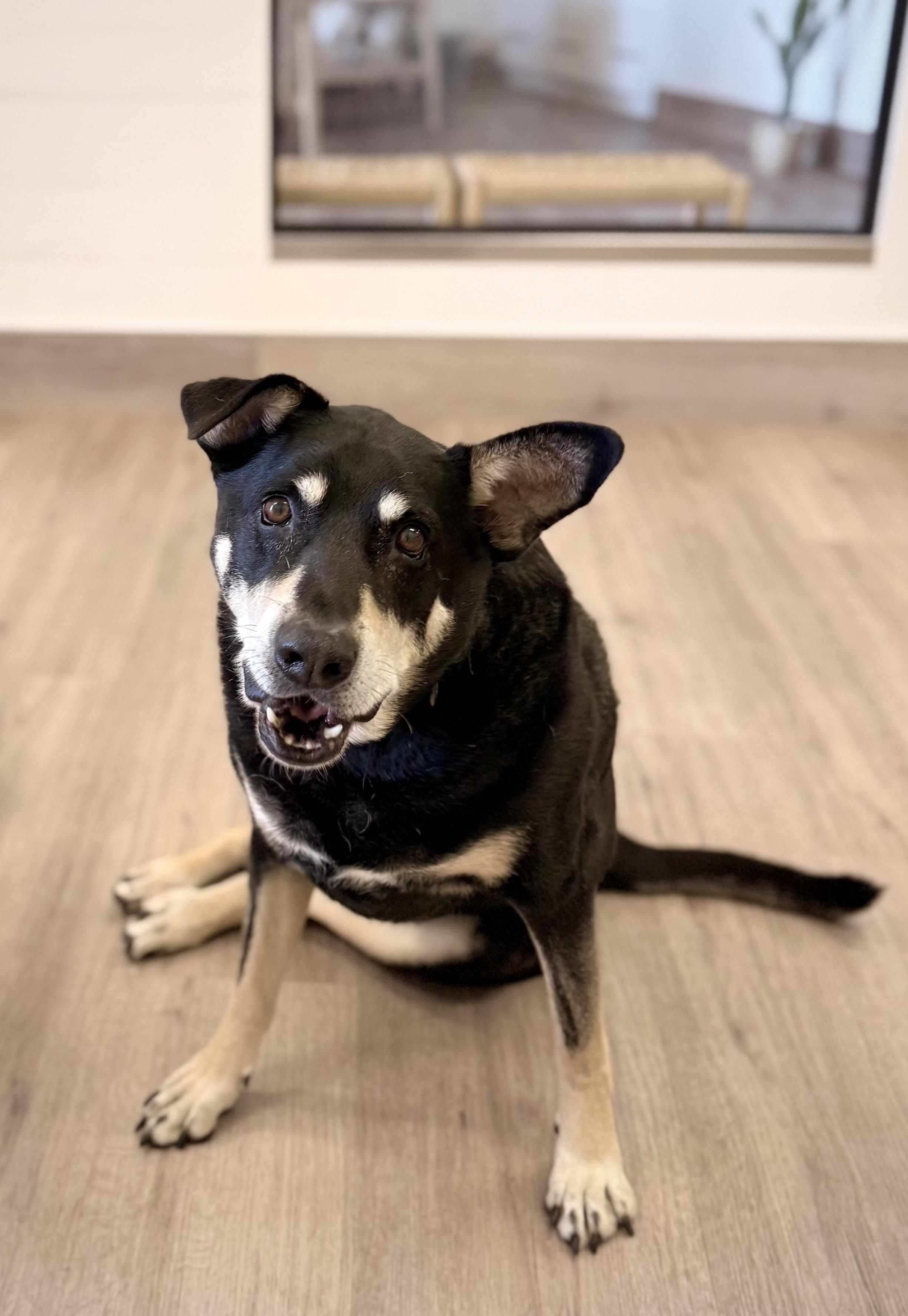 Enlarge Hulk, a Adoptable mixed breed in Scottsdale, AZ image 6/6