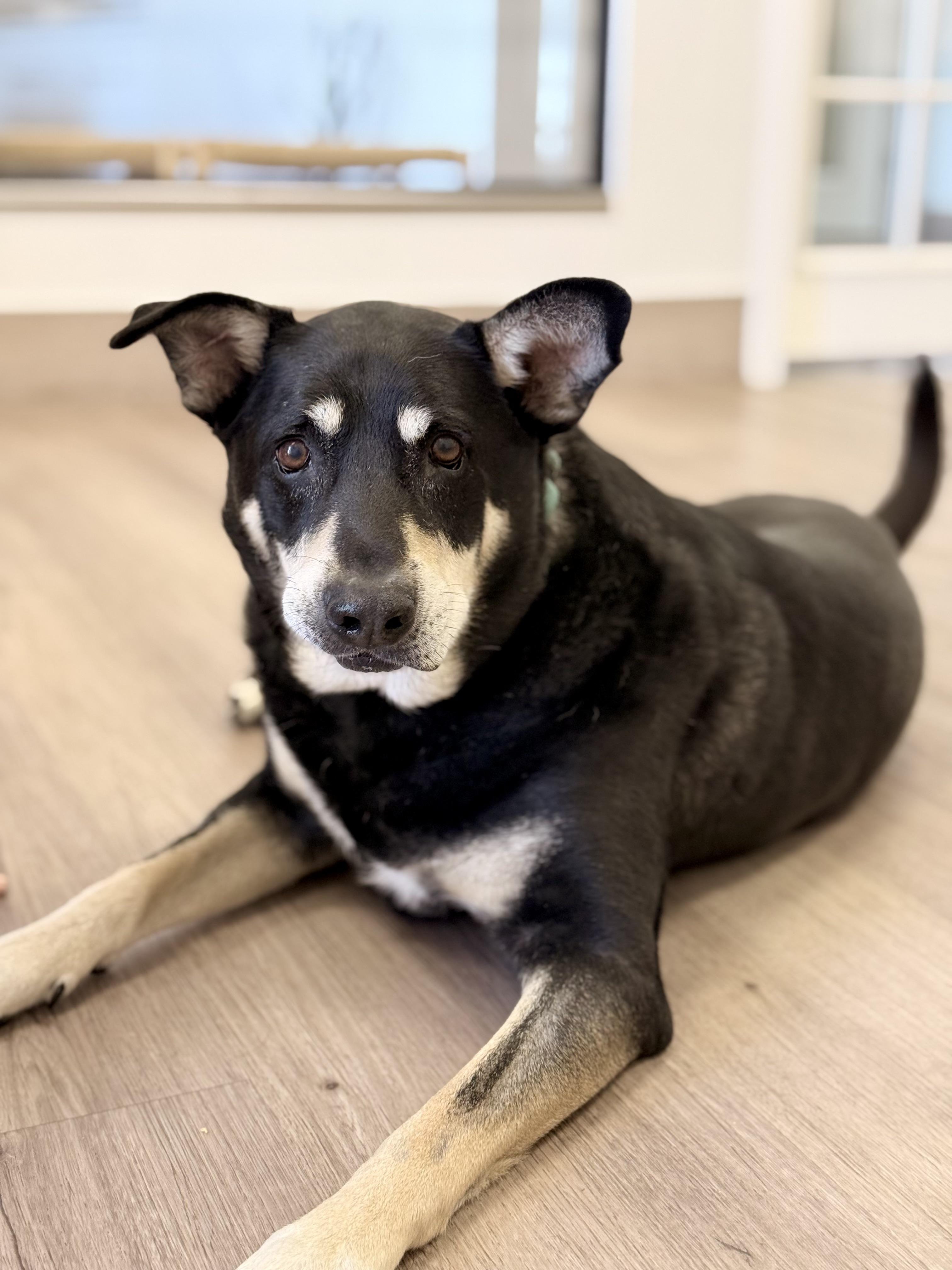 Enlarge Hulk, a Adoptable mixed breed in Scottsdale, AZ image 4/6