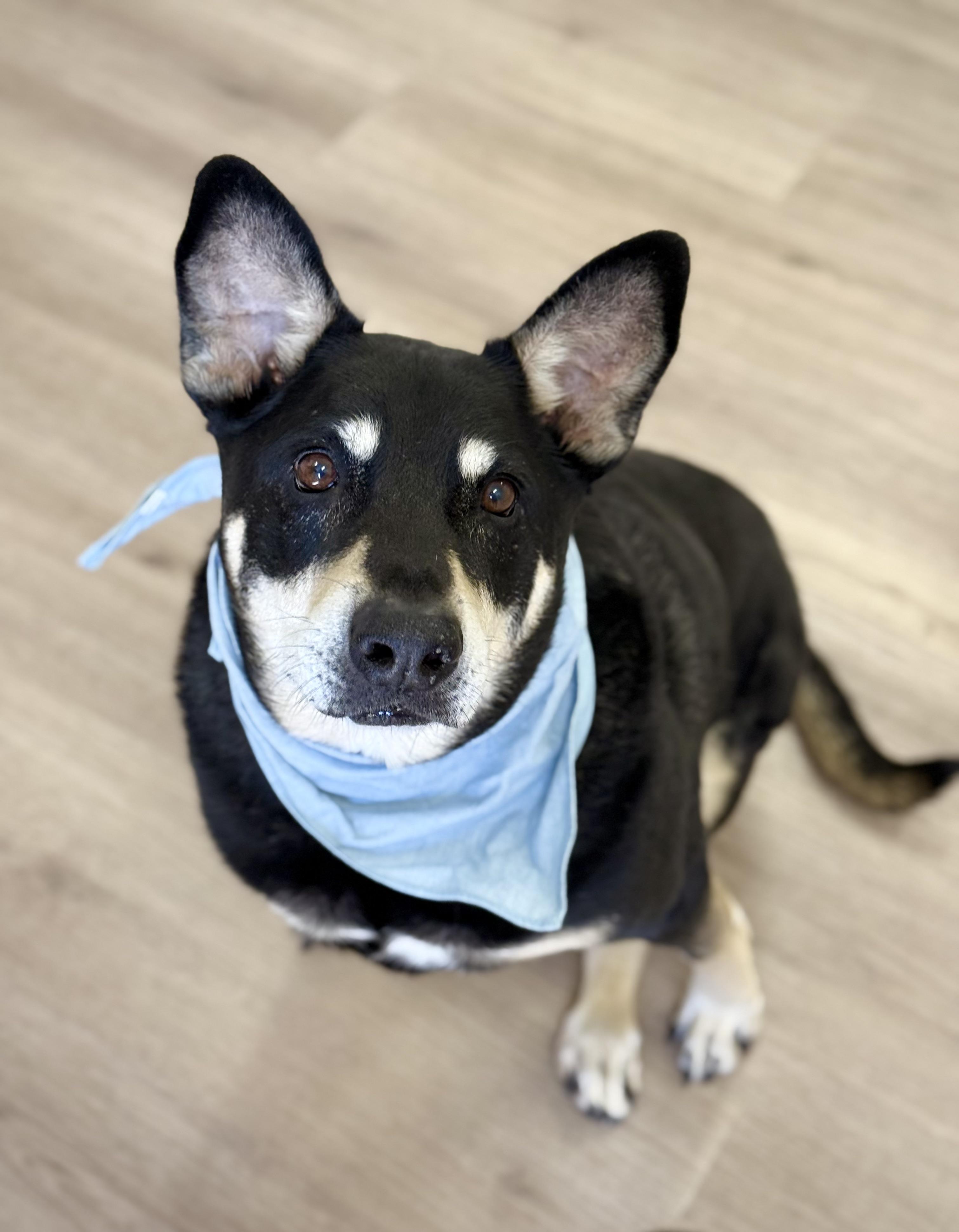 Enlarge Hulk, a Adoptable mixed breed in Scottsdale, AZ image 1/6