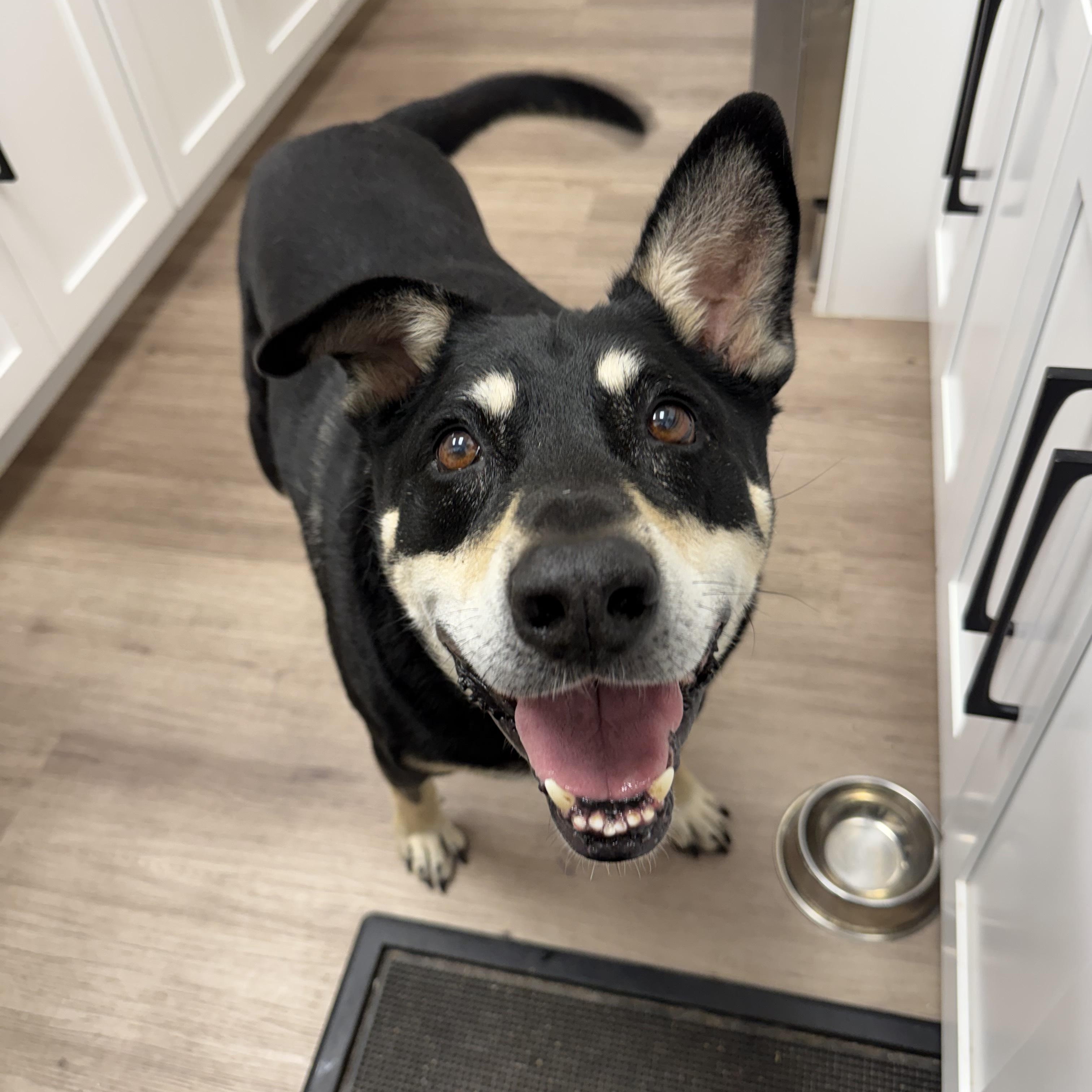 Enlarge Hulk, a Adoptable mixed breed in Scottsdale, AZ image 2/6