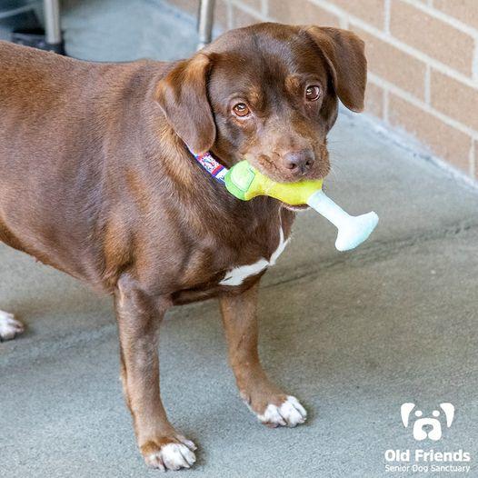 Little Bit, a Adoptable mixed breed in Mount Juliet, TN image 2/4