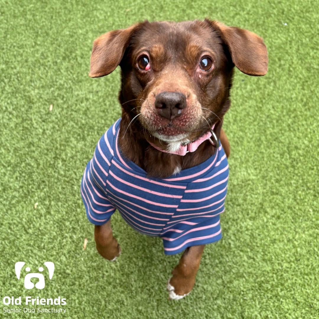 Little Bit, a Adoptable mixed breed in Mount Juliet, TN image 3/4