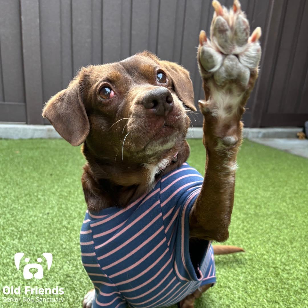 Little Bit, a Adoptable mixed breed in Mount Juliet, TN image 4/4