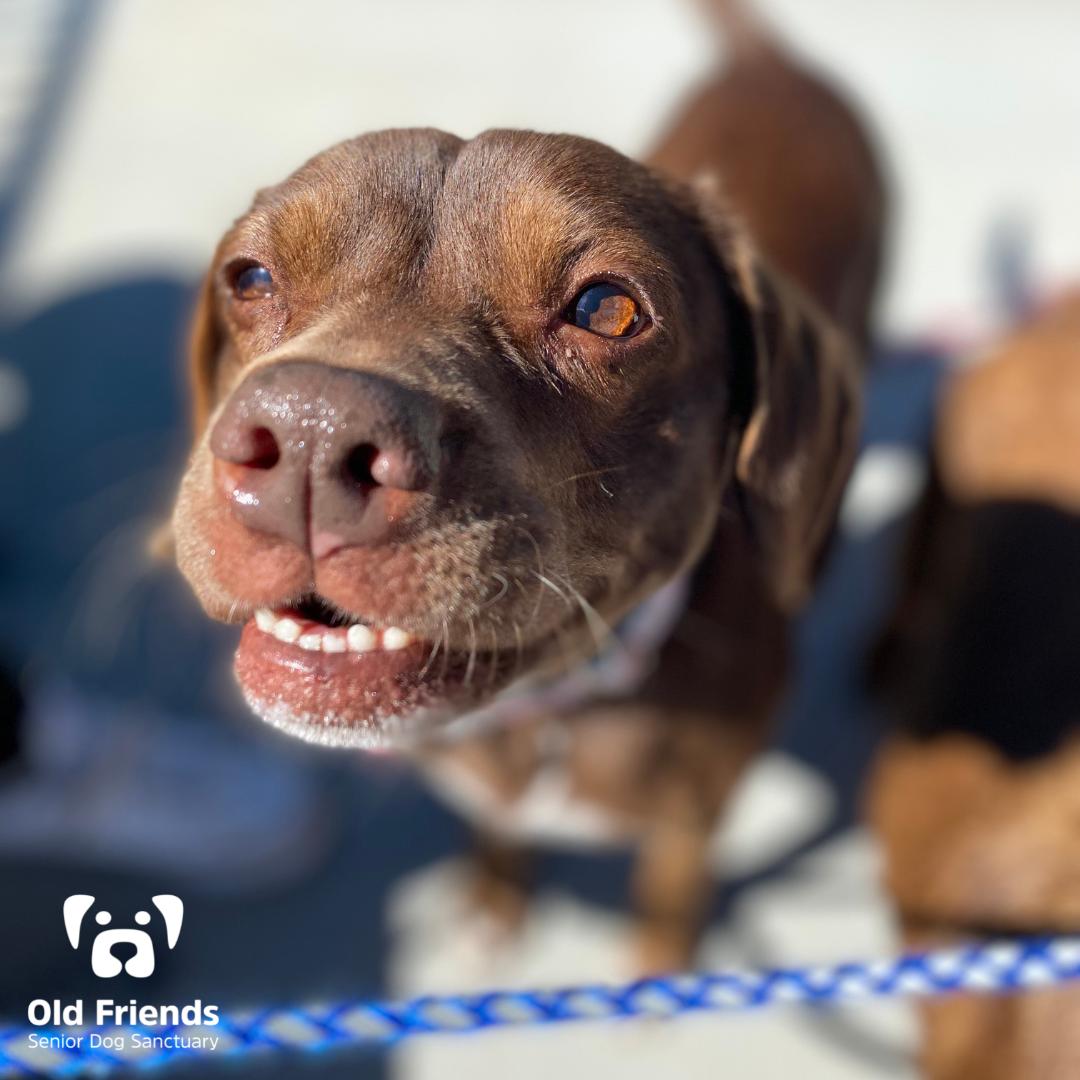 Little Bit, Adoptable, Senior Female Labrador Retriever & Beagle.