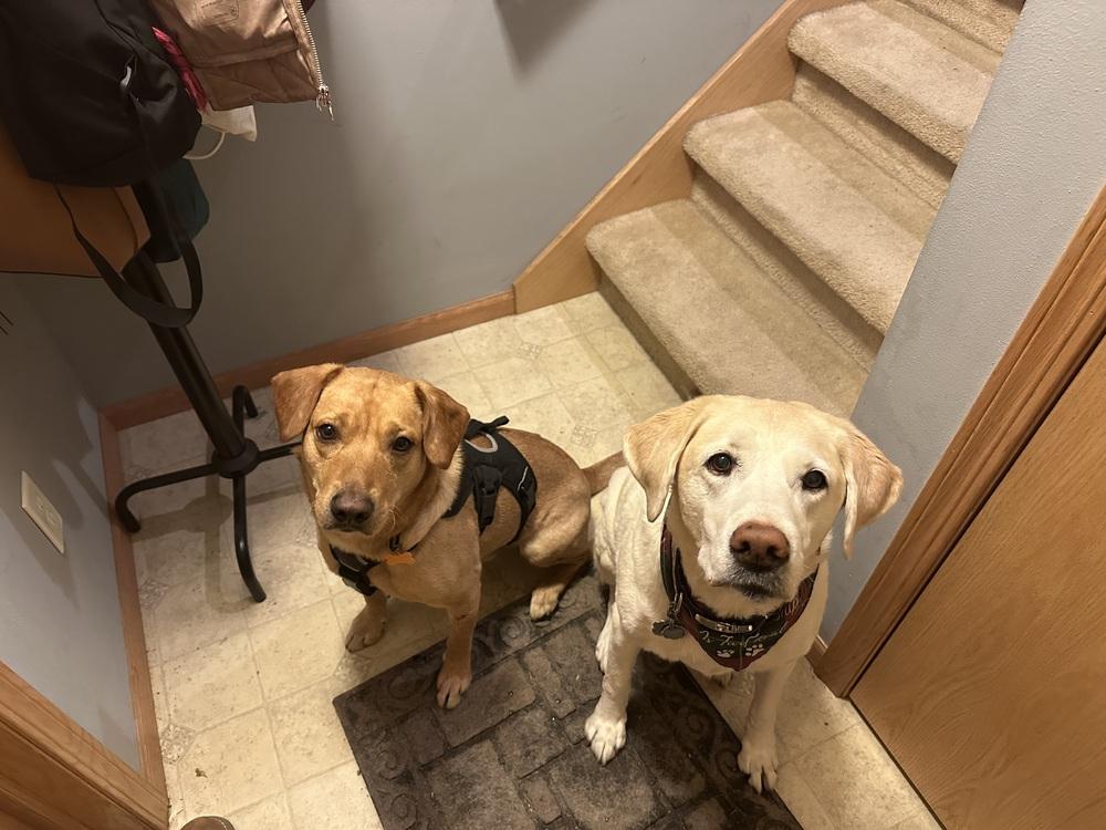 Buddy Oak, Adoptable, Adult Male Labrador Retriever.