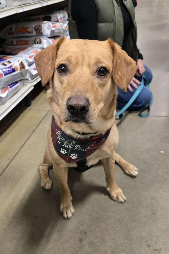 Enlarge Buddy Oak, a Adoptable mixed breed in Waunakee, WI image 4/6