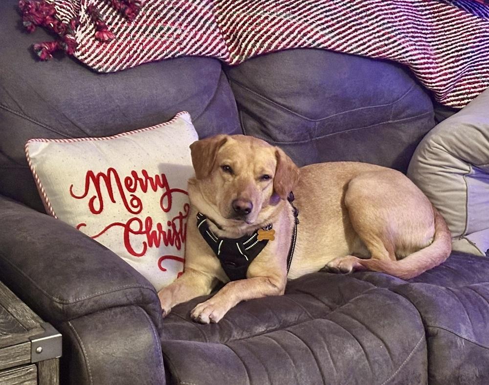 Enlarge Buddy Oak, a Adoptable mixed breed in Waunakee, WI image 5/6