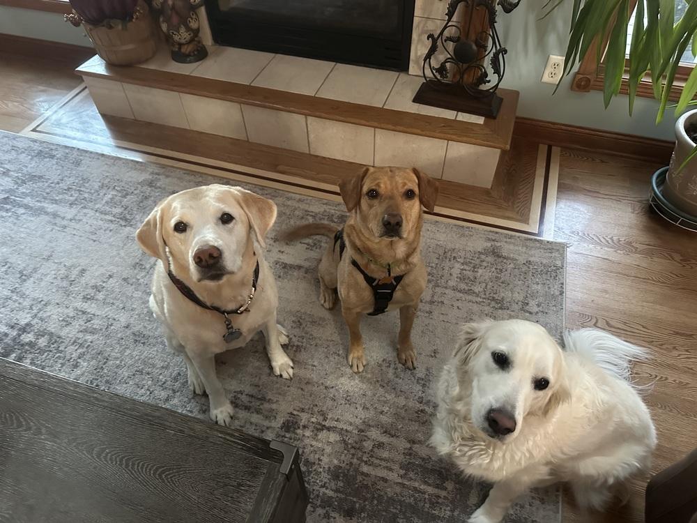 Enlarge Buddy Oak, a Adoptable mixed breed in Waunakee, WI image 6/6