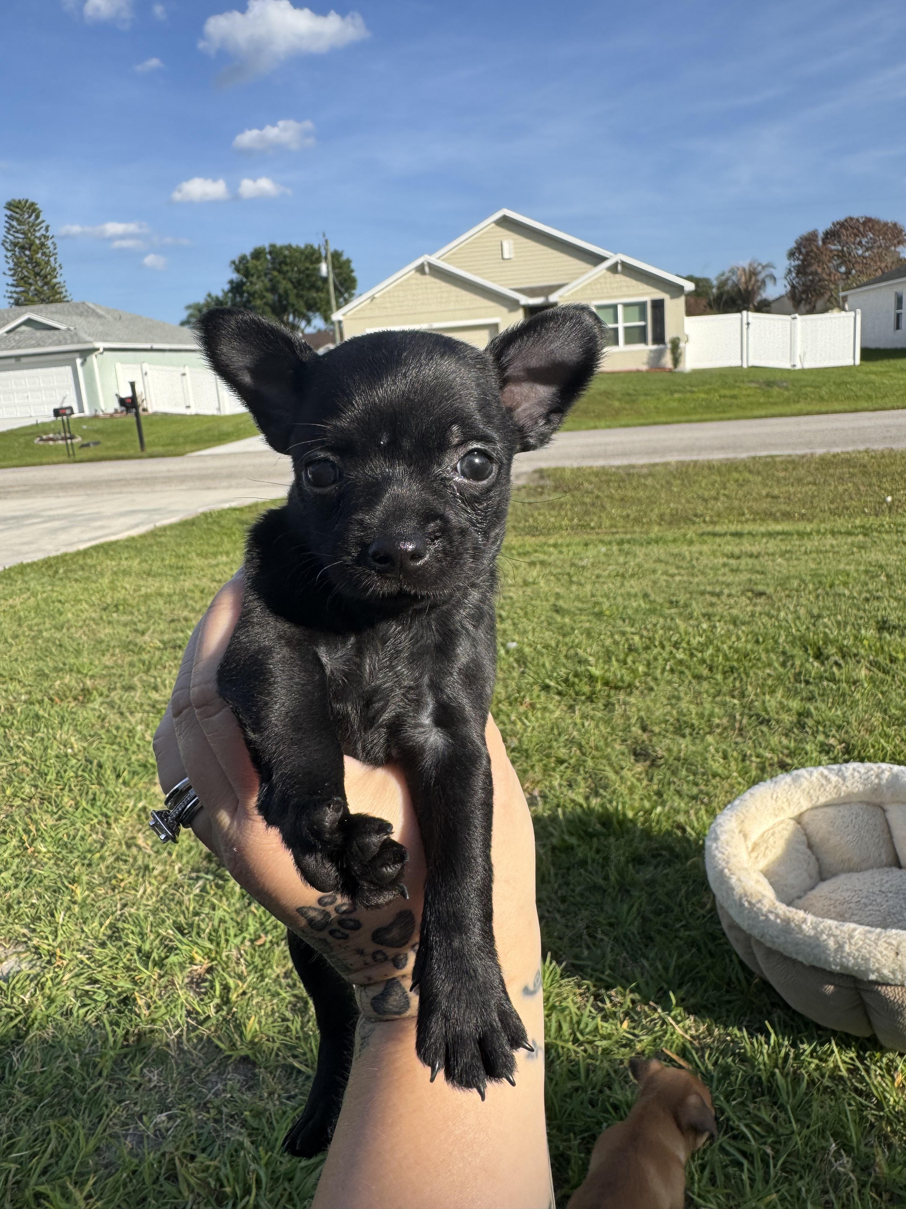 Bean, Adoptable, Puppy Female Wire Fox Terrier.