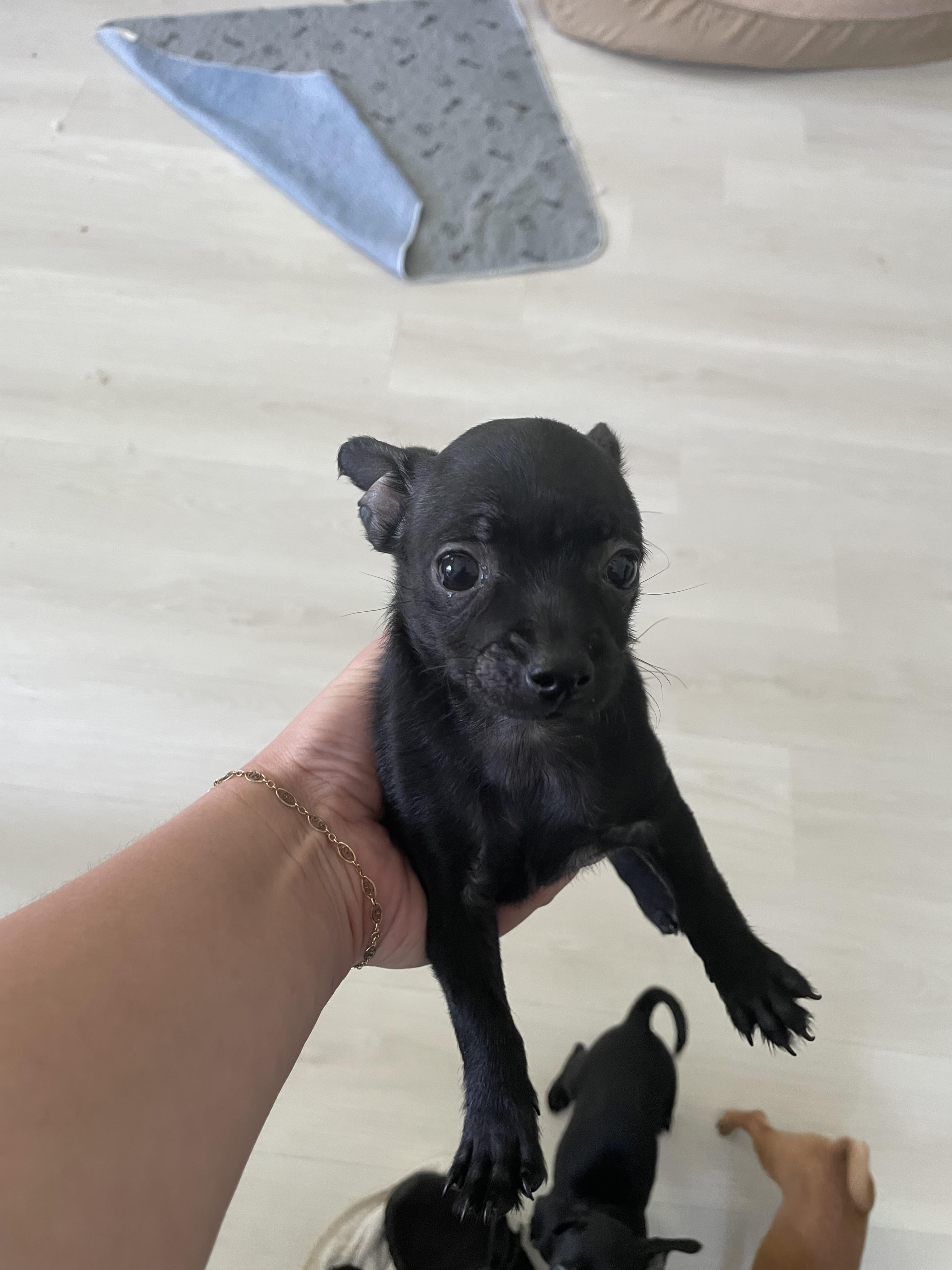 Enlarge Bean, a Adoptable mixed breed in Port Saint Lucie, FL image 2/3