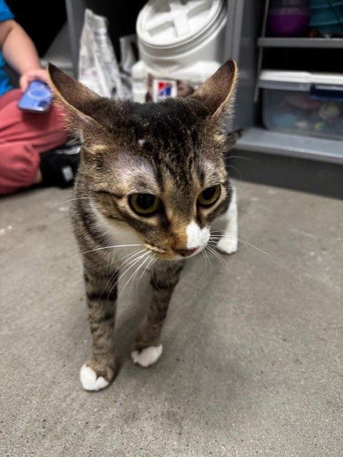 Connie, Adoptable, Adult Female Domestic Short Hair.