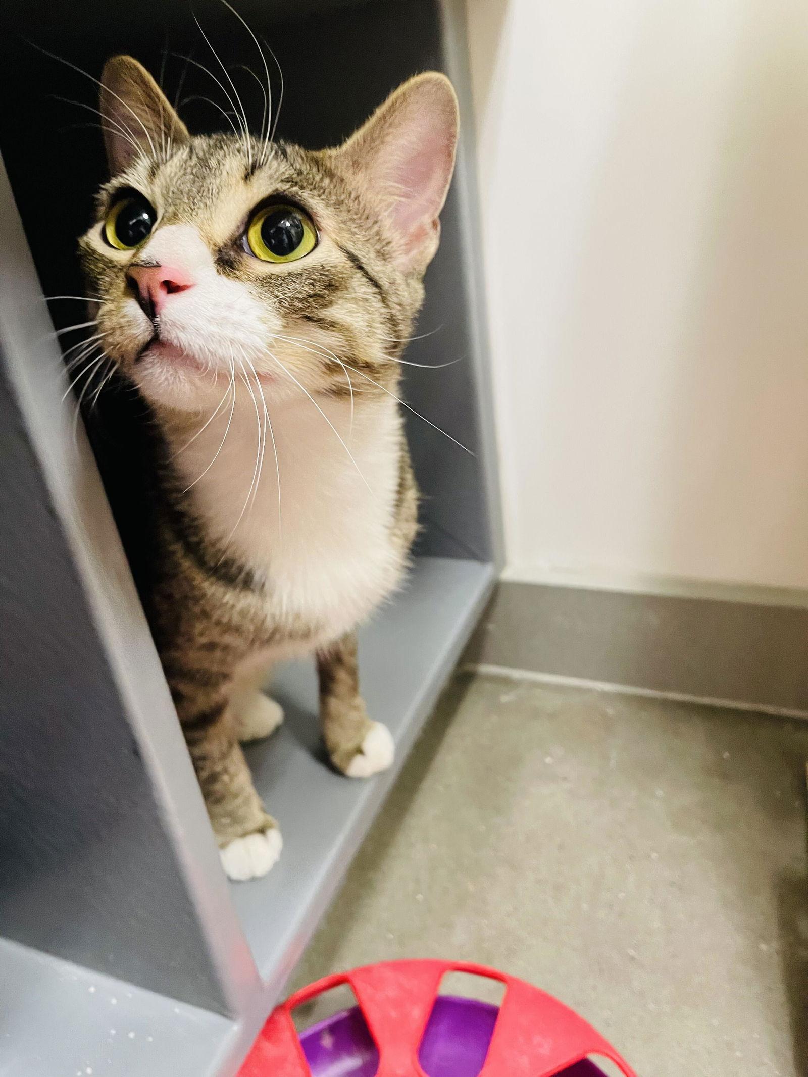 Connie, a Adoptable Domestic Short Hair in Prosper, TX image 2/2