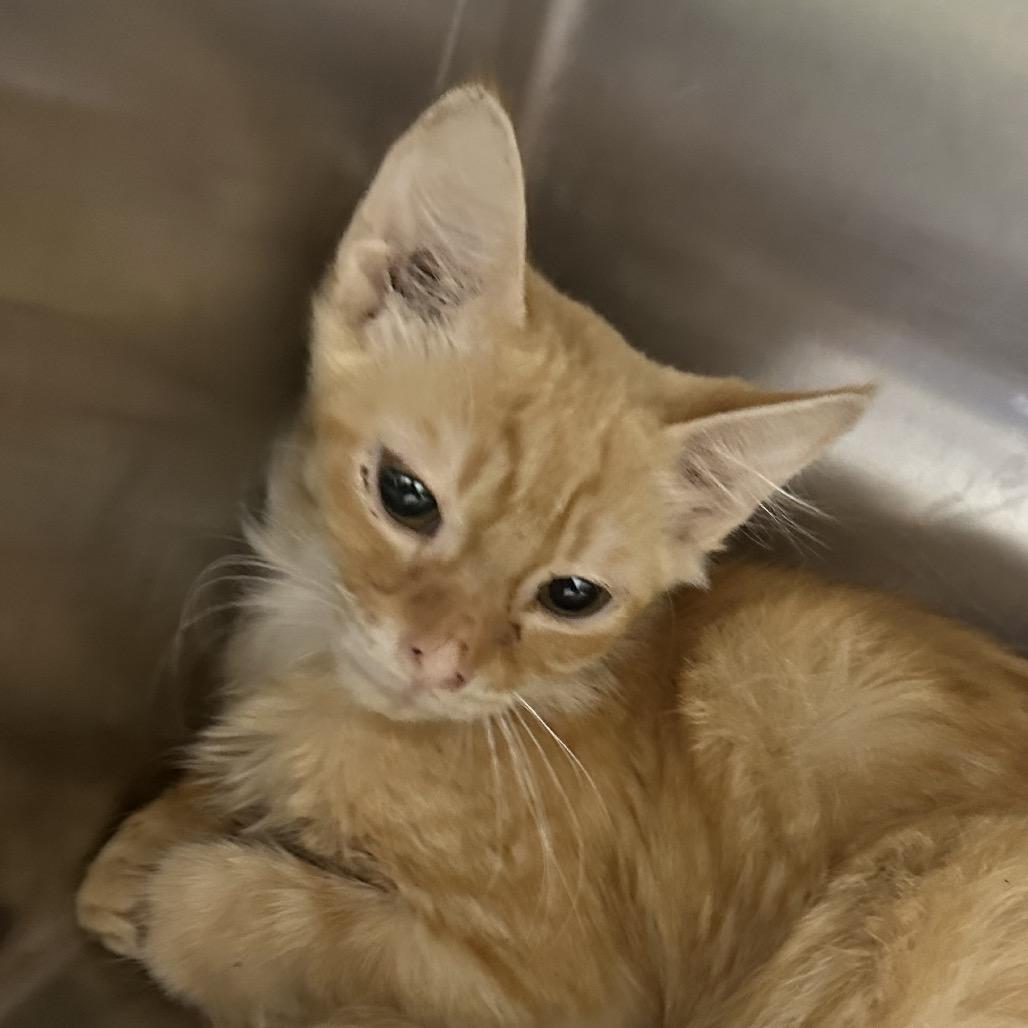 Daryl, Adoptable, Kitten Male Domestic Short Hair.