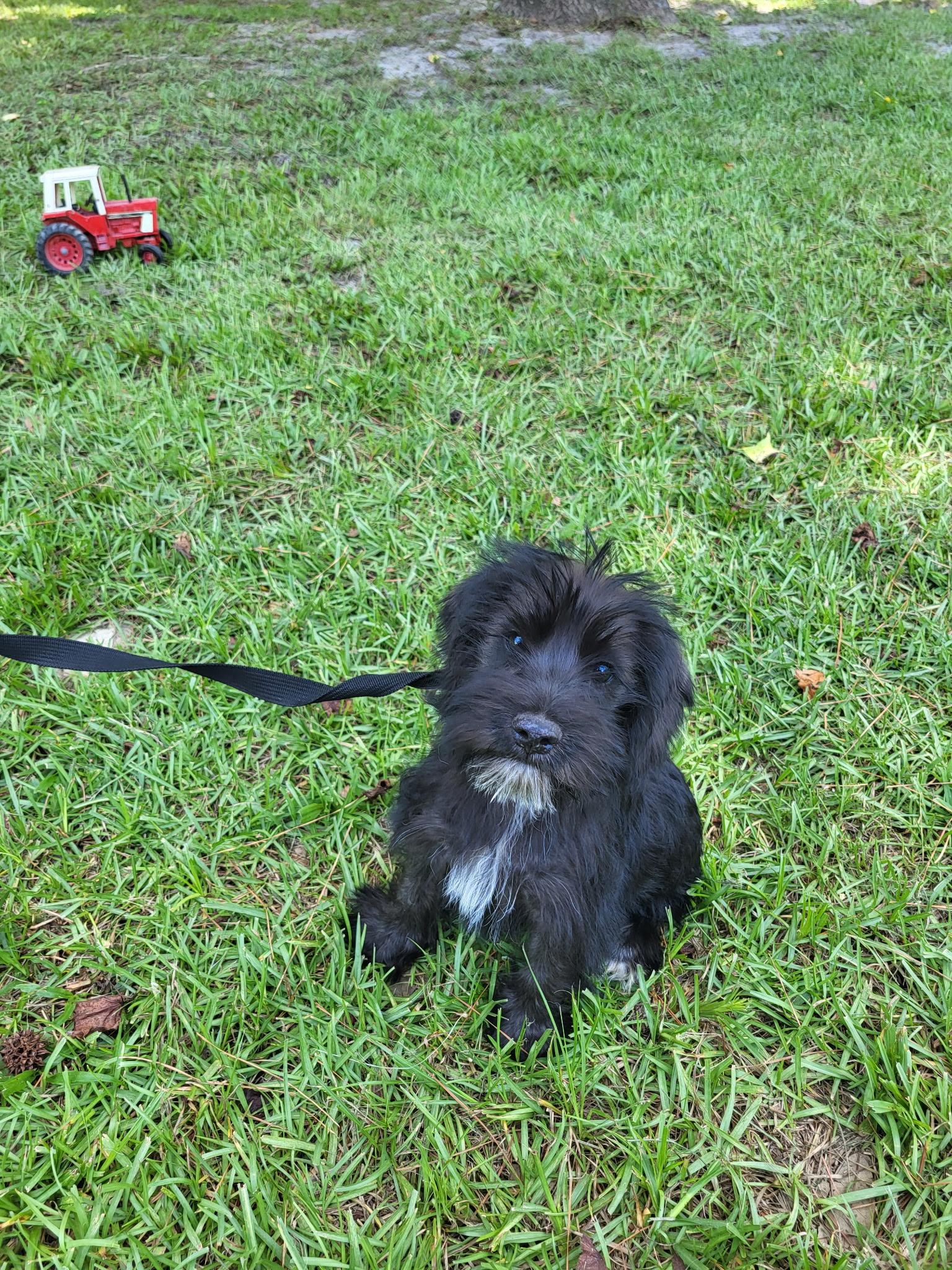 Calvin, an adopted mixed breed in Hillsdale, NY image 3/3