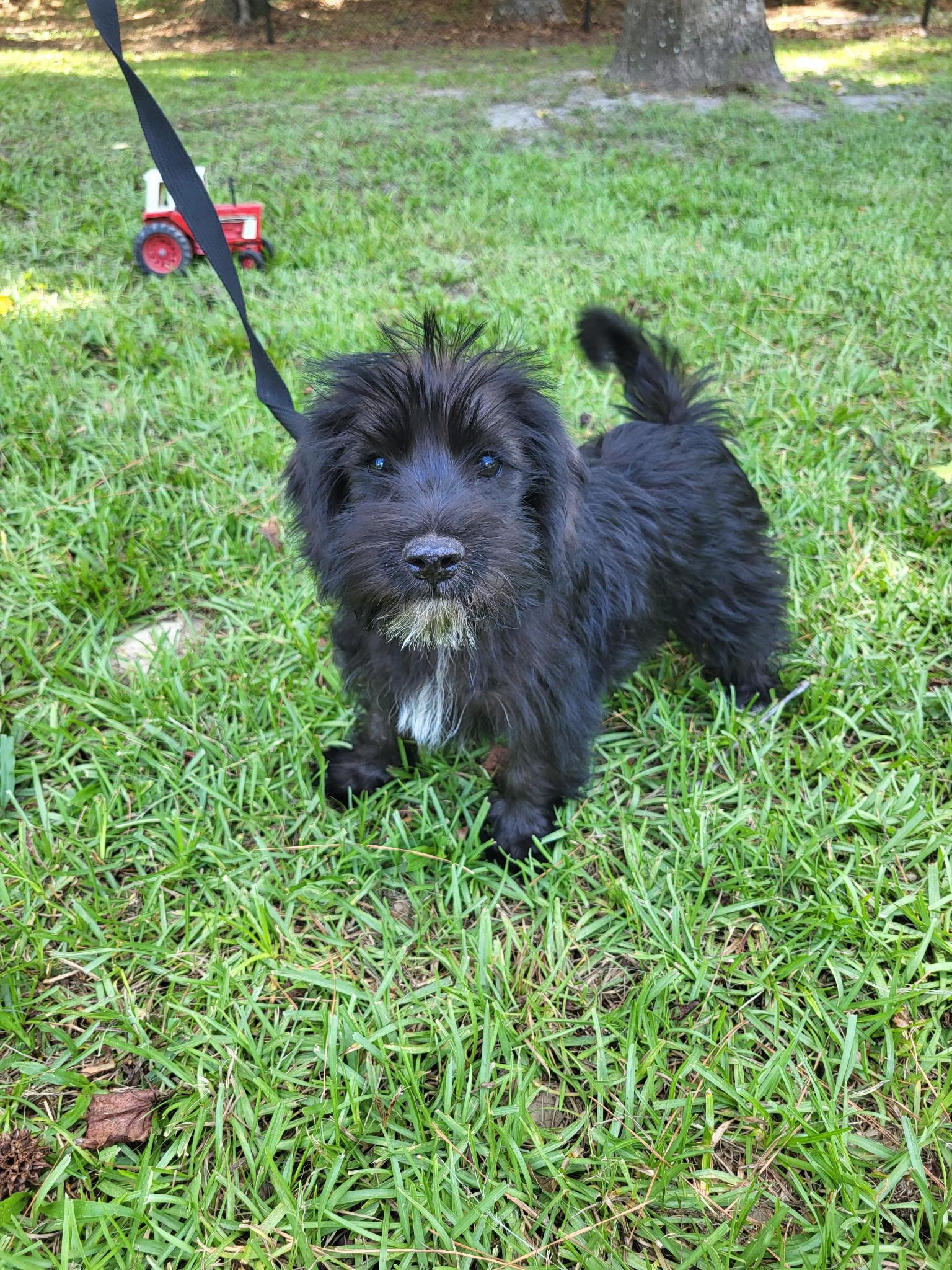 Calvin, an adopted mixed breed in Hillsdale, NY image 2/3