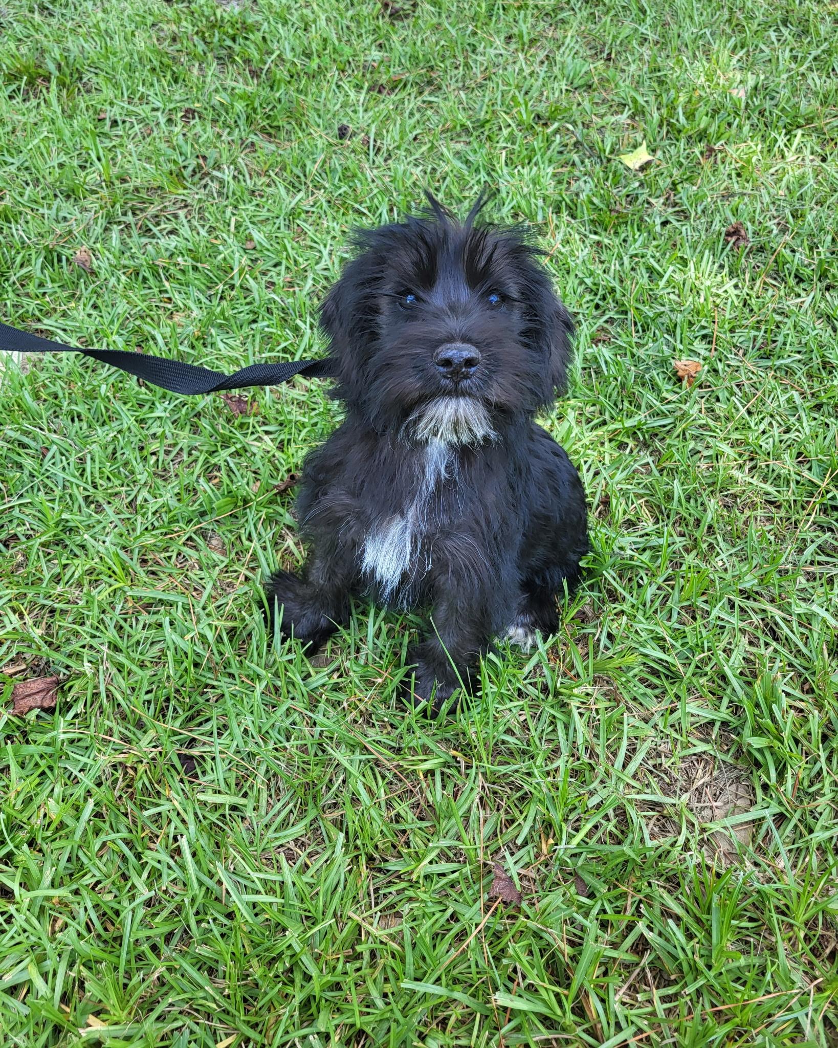 Calvin, adopted, Puppy Male Schnoodle & Terrier.
