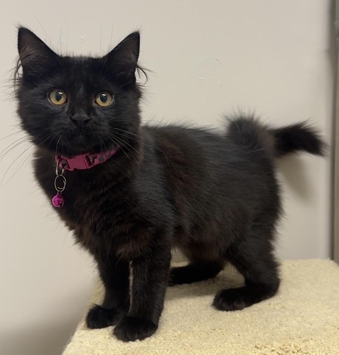 Venus, ADOPTABLE, Young Female Domestic Medium Hair.