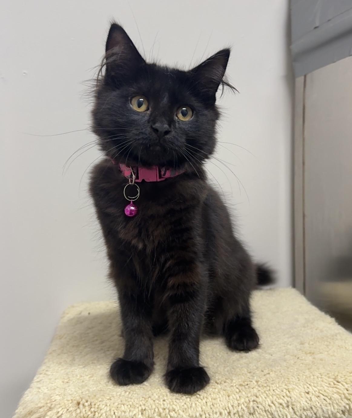 Venus, a ADOPTABLE Domestic Medium Hair in Kearneysville, WV image 2/2