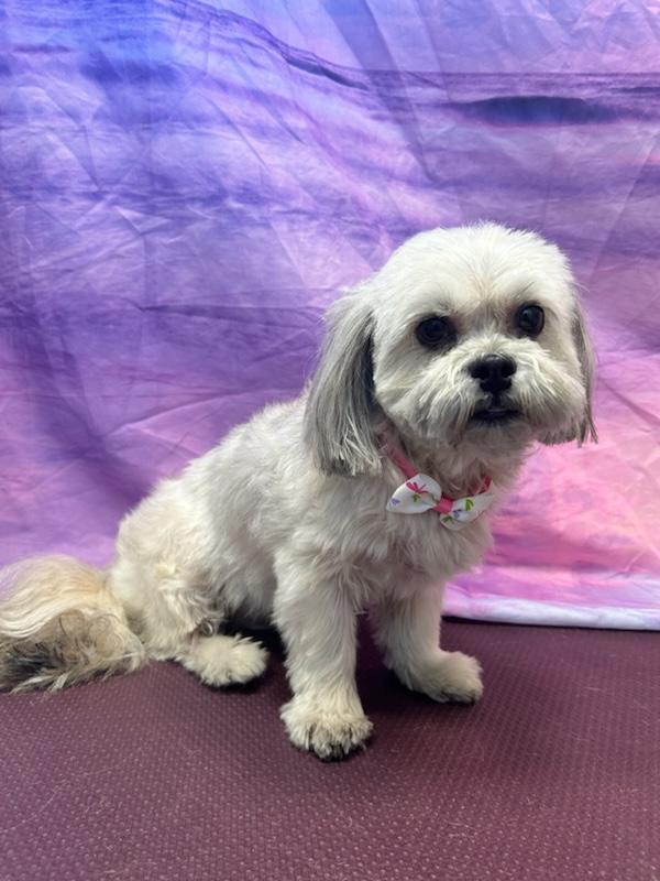 Olivia - F, a Adopted Shih Tzu in Tampa, FL image 2/3
