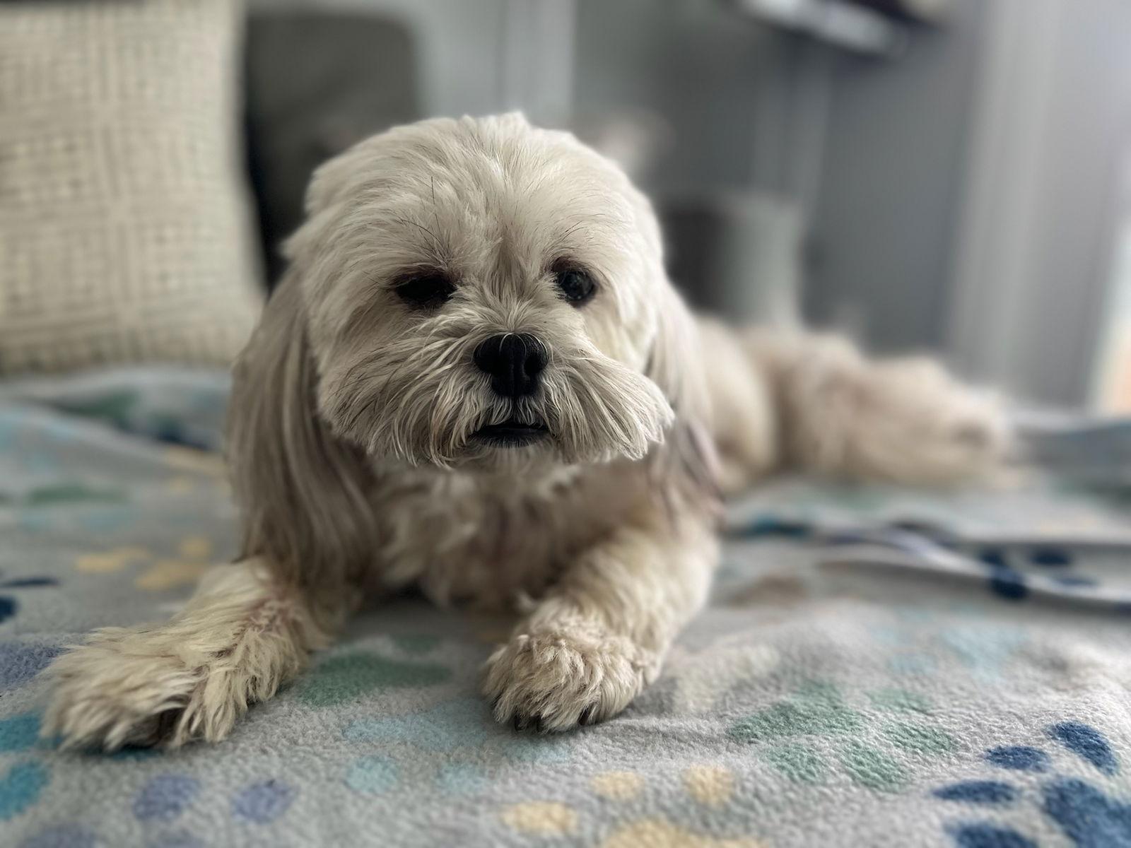Olivia - F, a Adopted Shih Tzu in Tampa, FL image 3/3