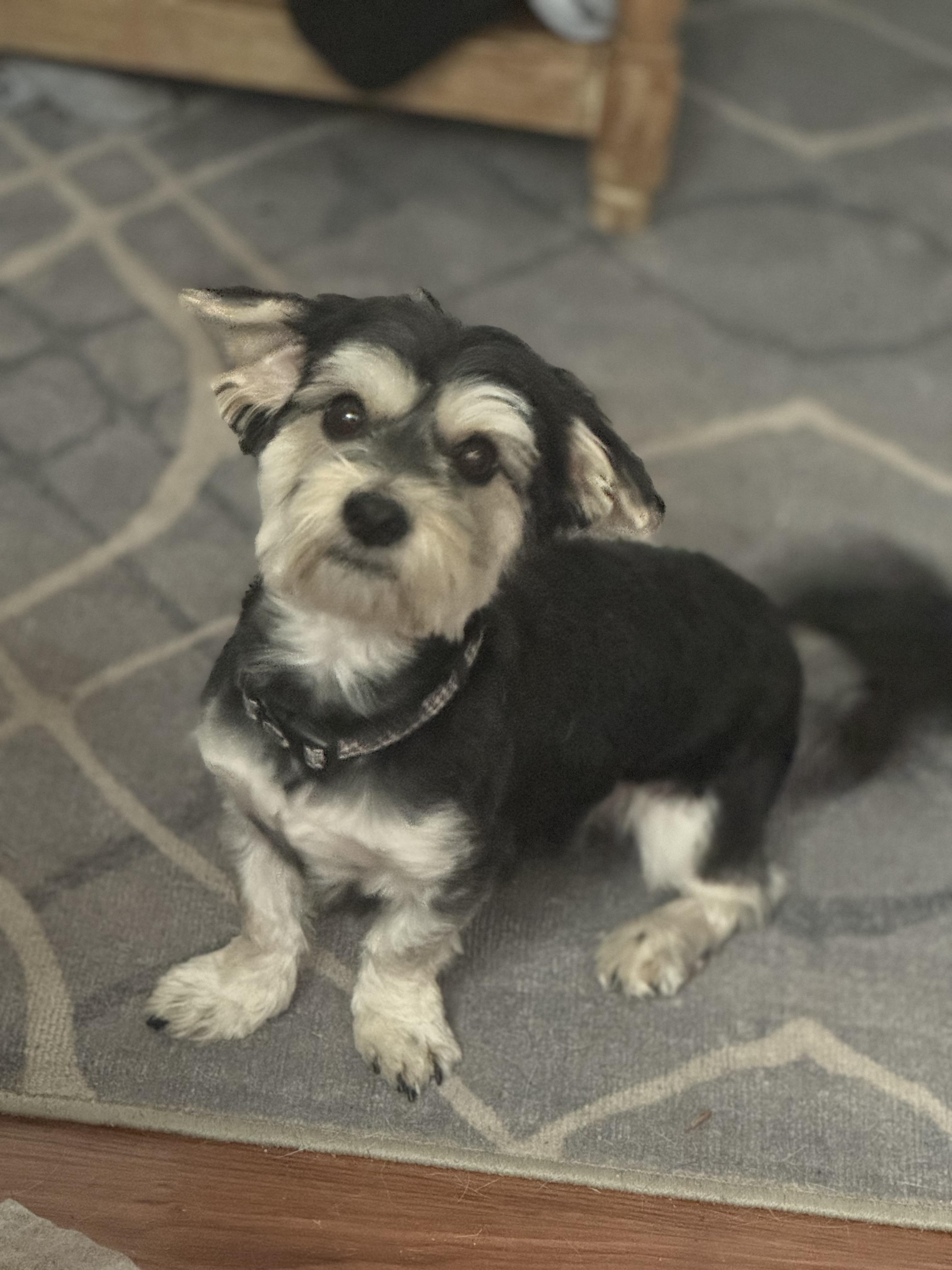 Enlarge Starky , an adoptable mixed breed in Denver, PA image 6/6