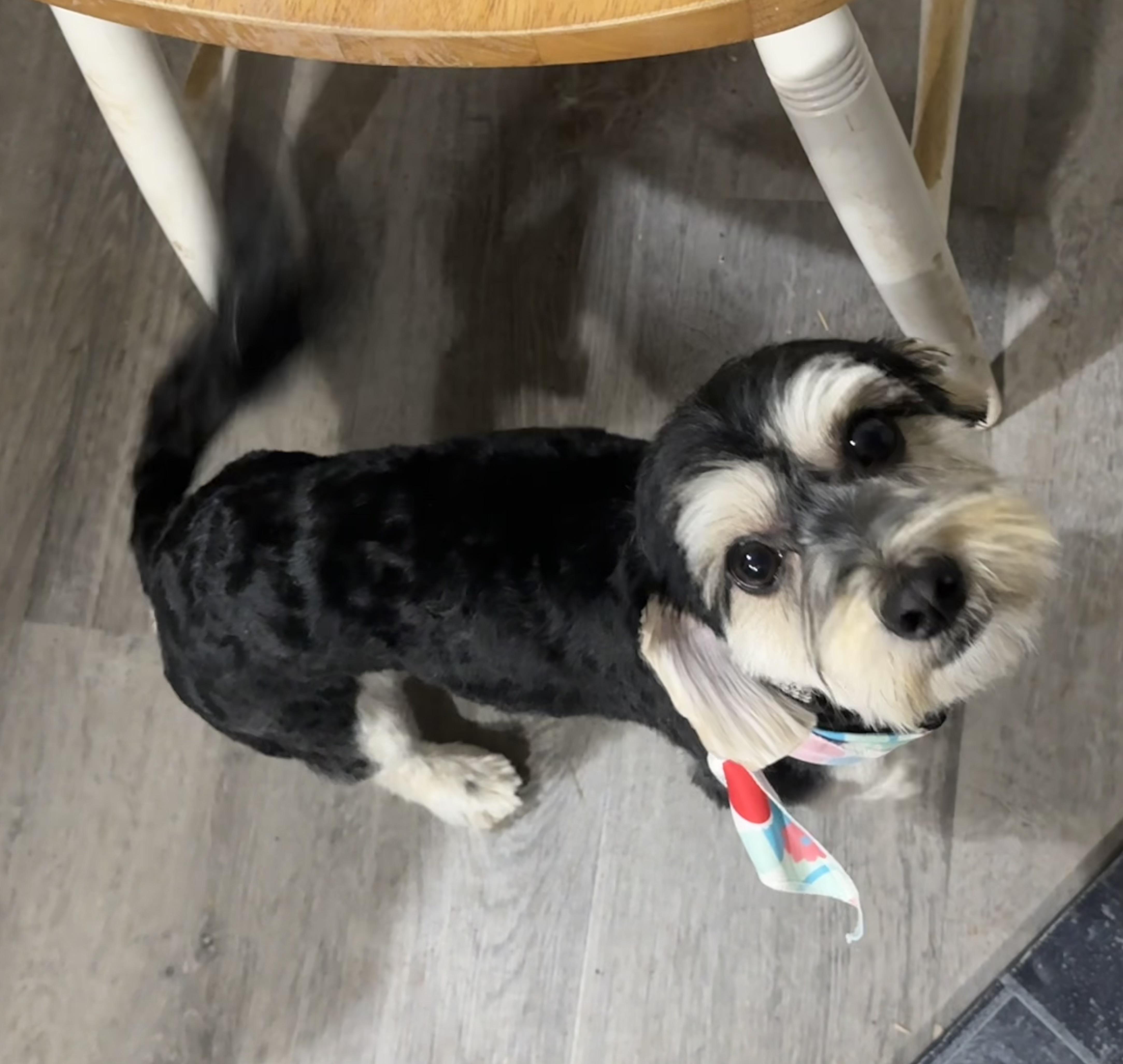 Enlarge Starky , a ADOPTABLE mixed breed in Denver, PA image 2/2