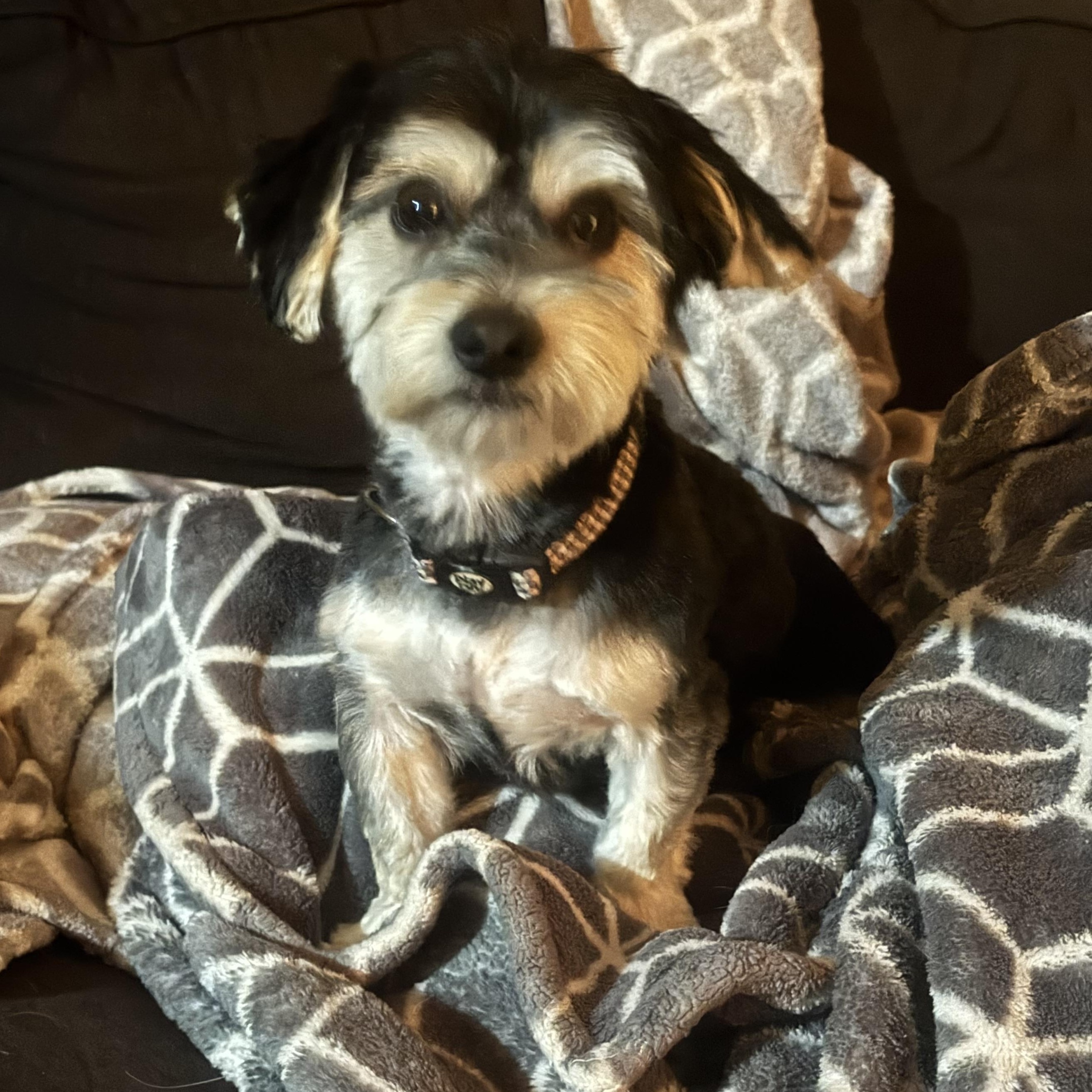 Enlarge Starky , a ADOPTABLE mixed breed in Denver, PA image 1/2