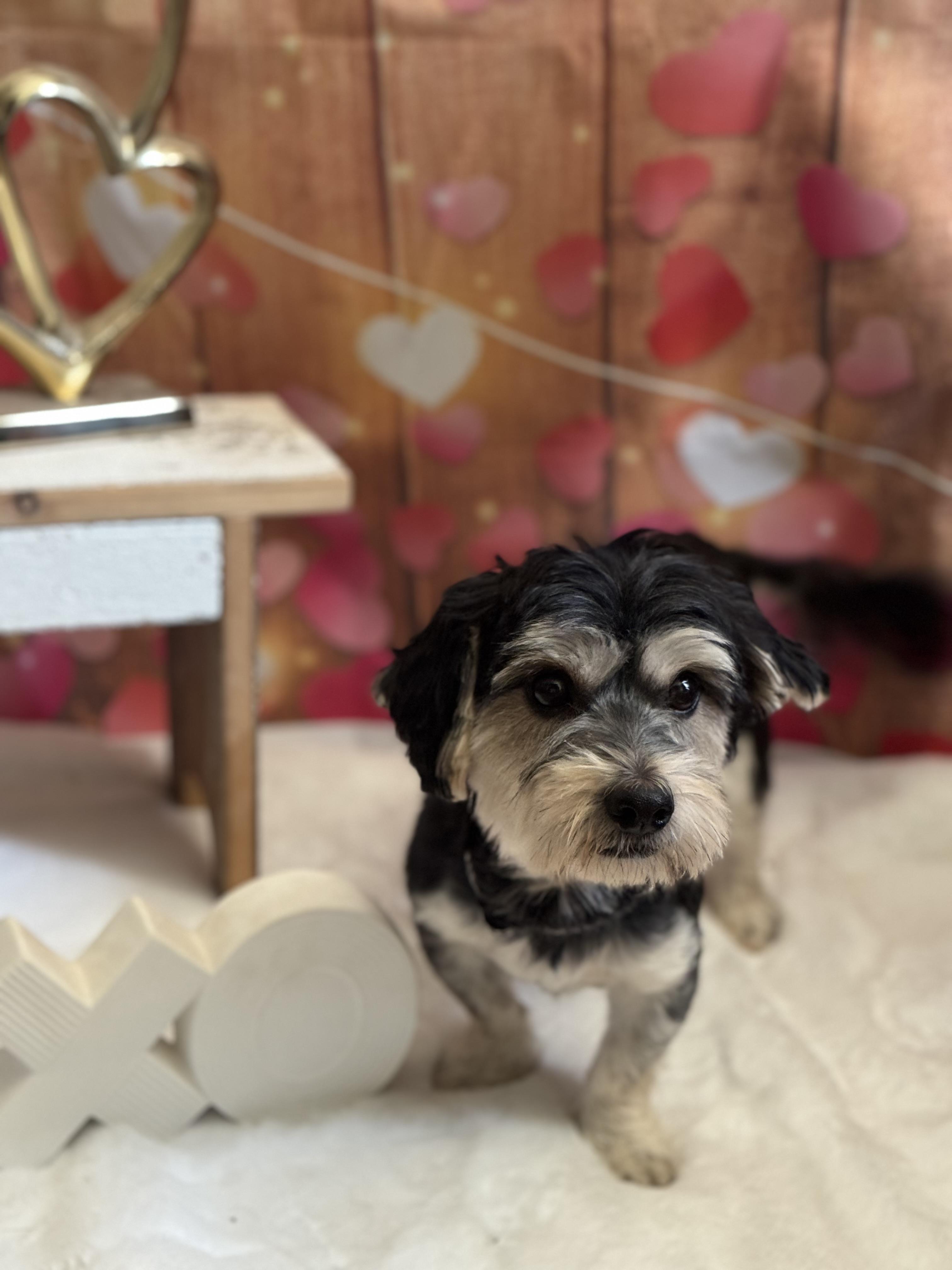 Enlarge Starky , an adoptable mixed breed in Denver, PA image 4/6