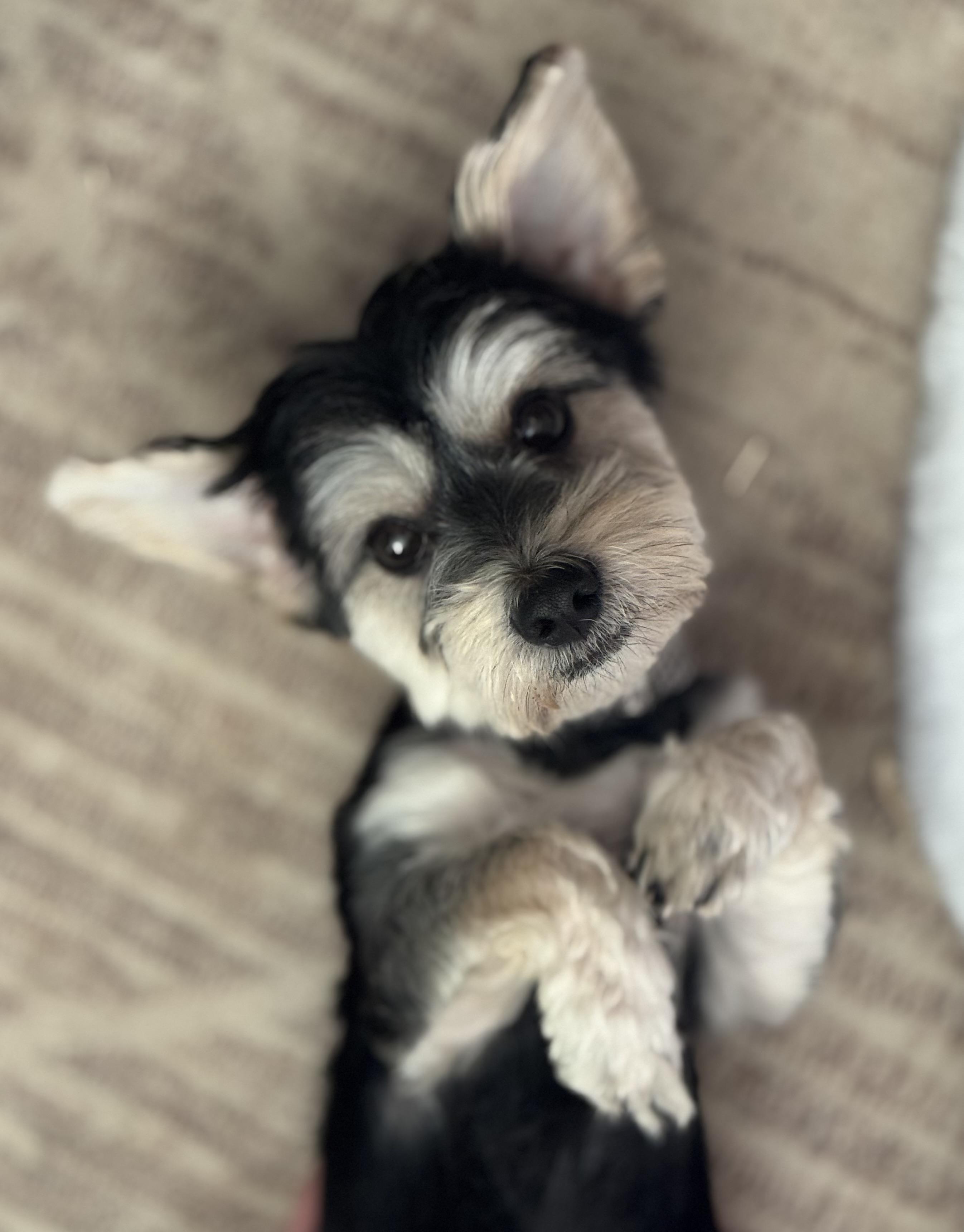 Starky , ADOPTABLE, Young Male Shih Tzu & Maltese.