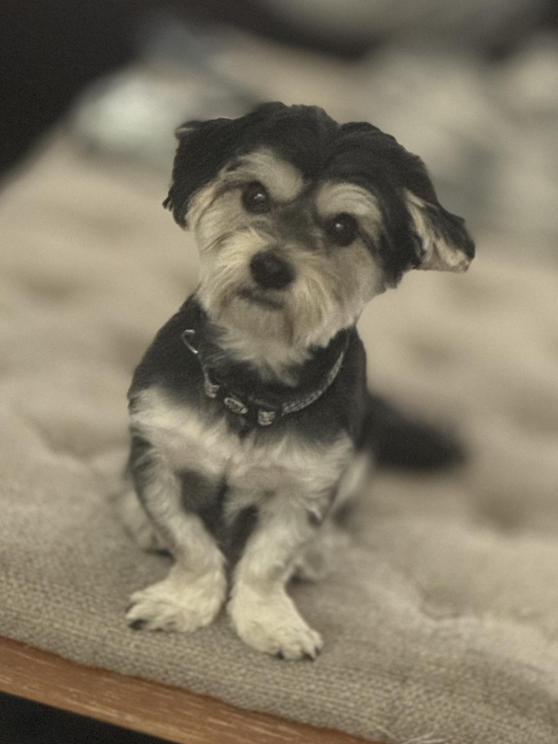 Enlarge Starky , an adoptable mixed breed in Denver, PA image 2/6