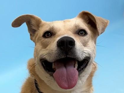 Lily, Adoptable, Adult Female Labrador Retriever & Mixed Breed.