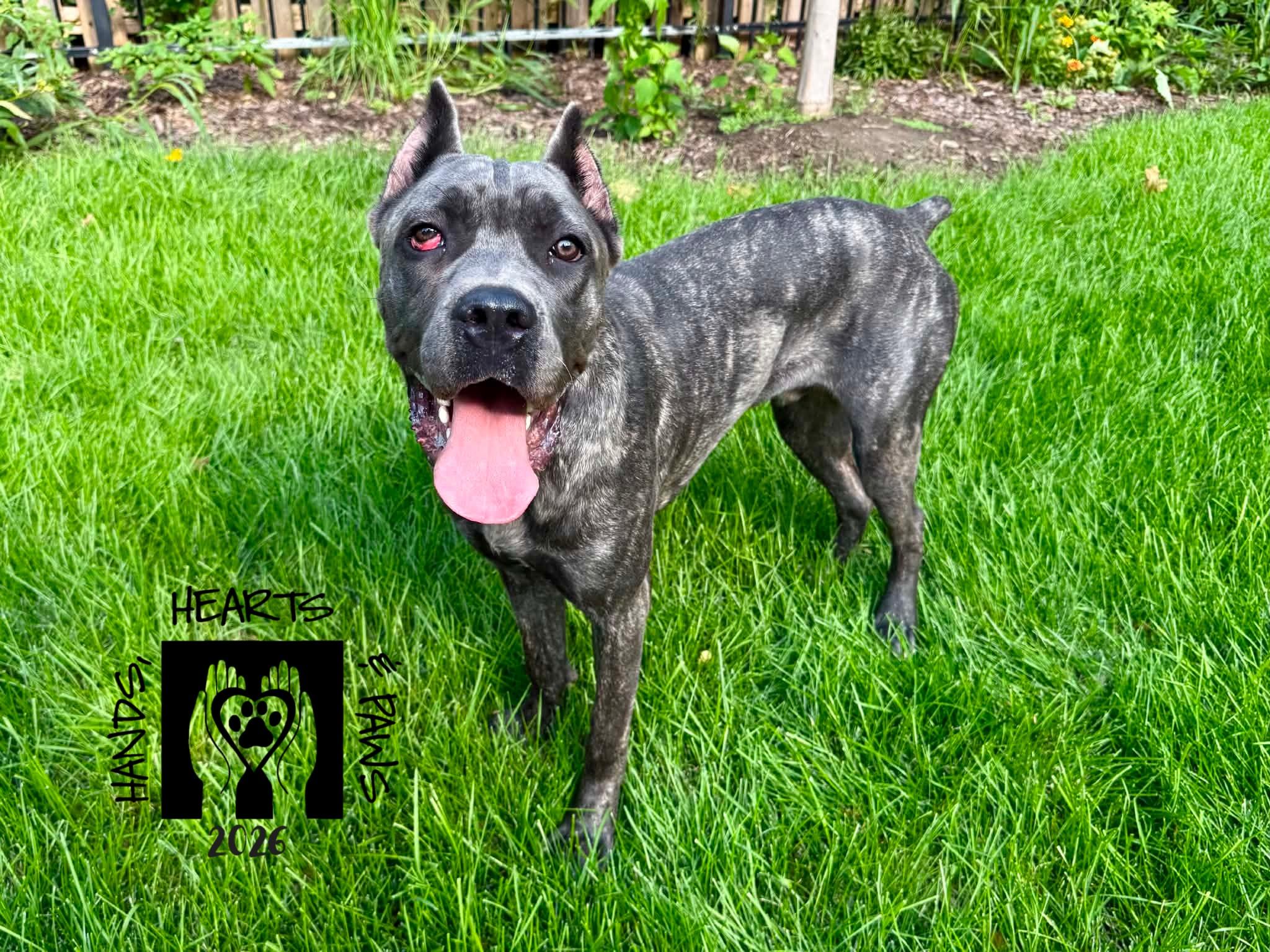 Enlarge Shadow Bear, a Adoptable Cane Corso in Omaha, NE image 1/4