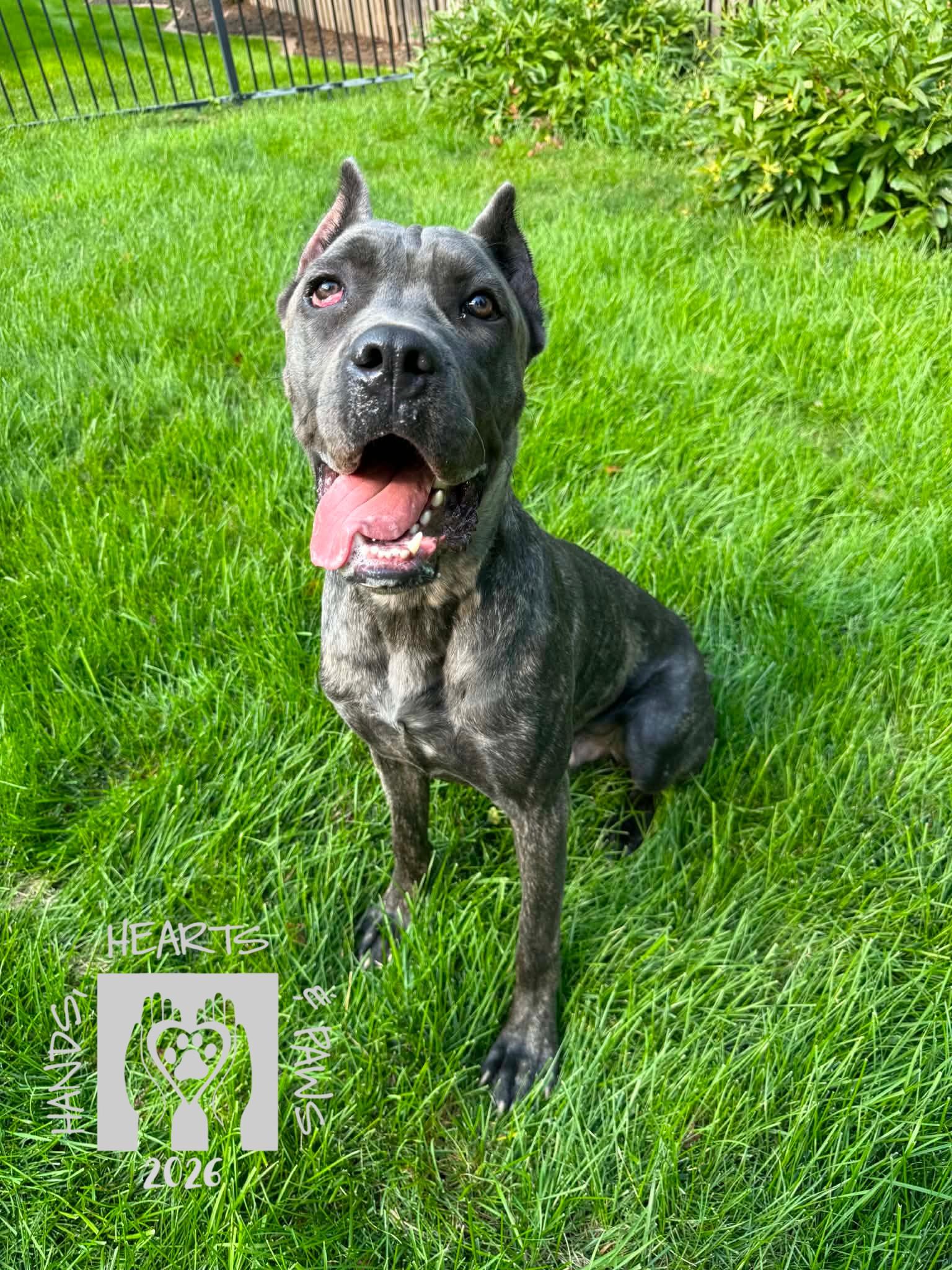 Enlarge Shadow Bear, a Adoptable Cane Corso in Omaha, NE image 3/4