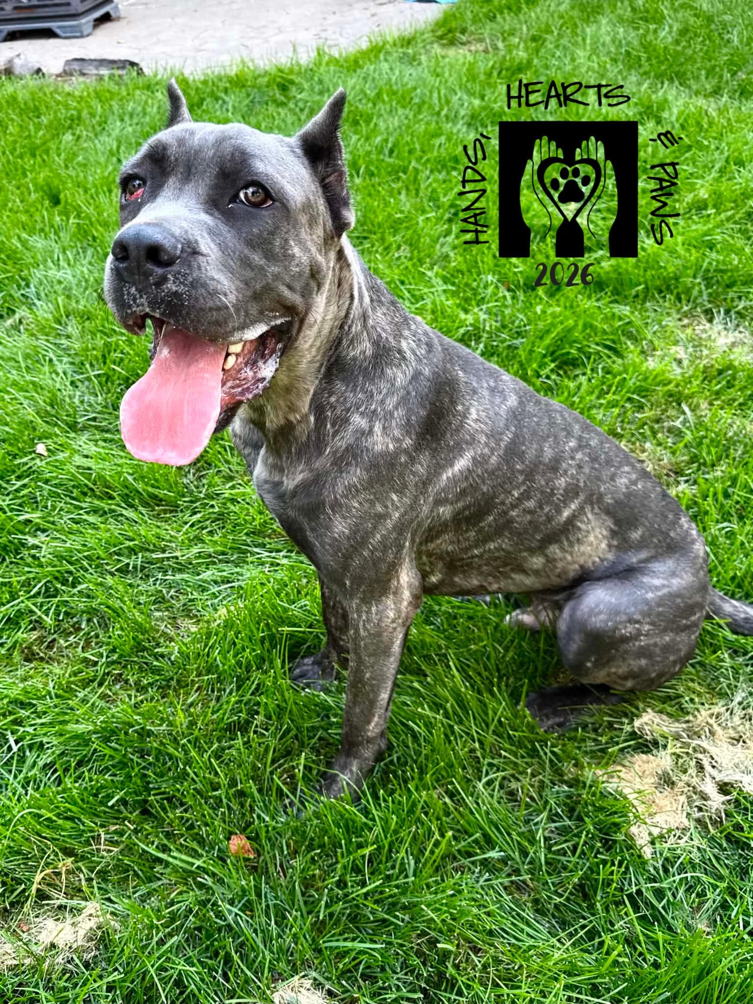 Enlarge Shadow Bear, a Adoptable Cane Corso in Omaha, NE image 4/4