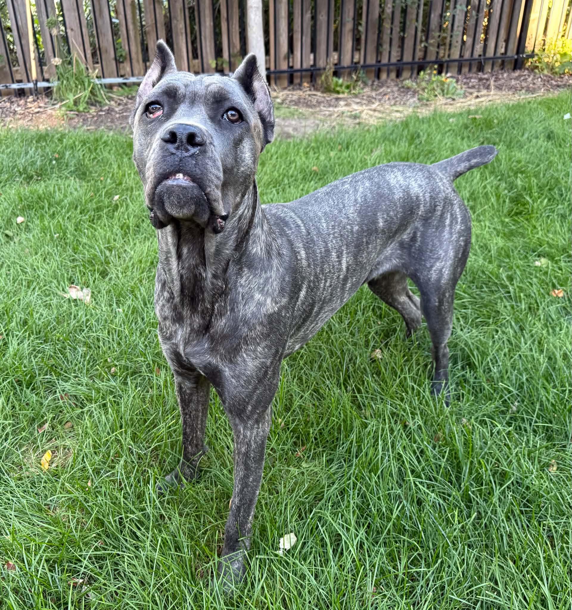 Shadow Bear, Adoptable, Young Male Cane Corso.