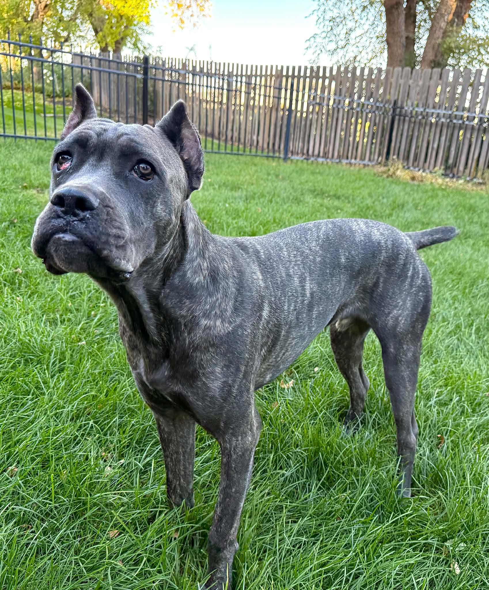 Enlarge Shadow Bear, a Adoptable Cane Corso in Omaha, NE image 2/5