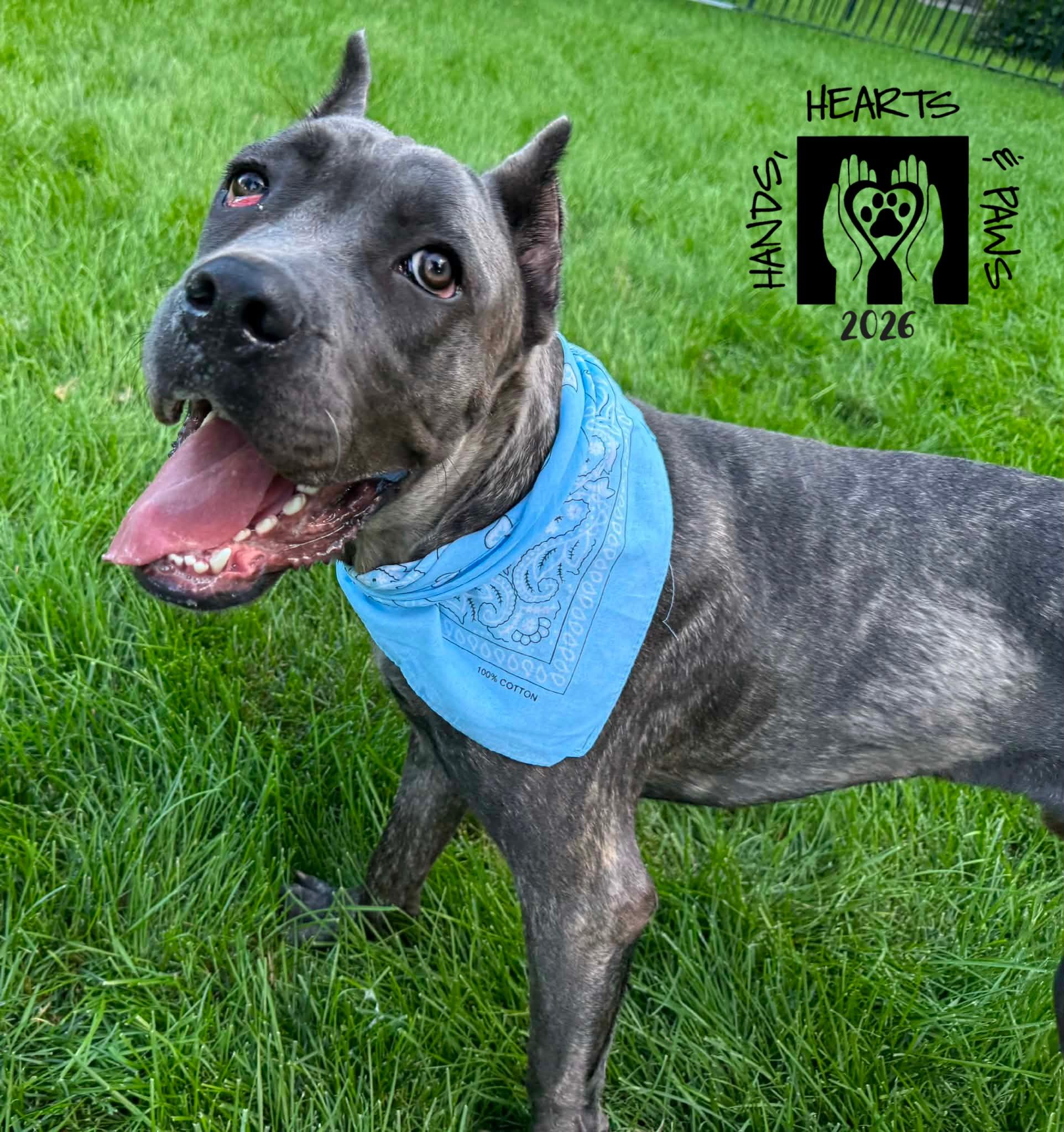 Enlarge Shadow Bear, a Adoptable Cane Corso in Omaha, NE image 2/4