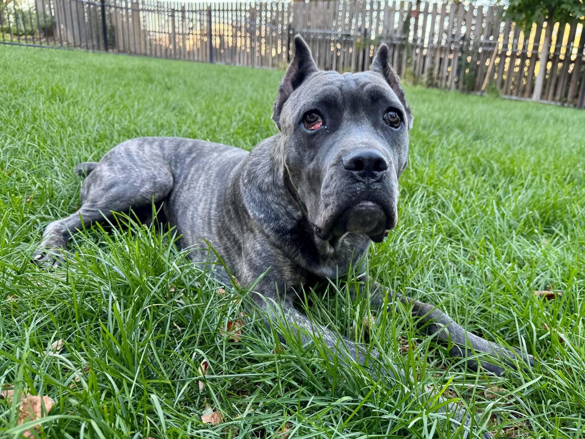Enlarge Shadow Bear, a Adoptable Cane Corso in Omaha, NE image 3/5